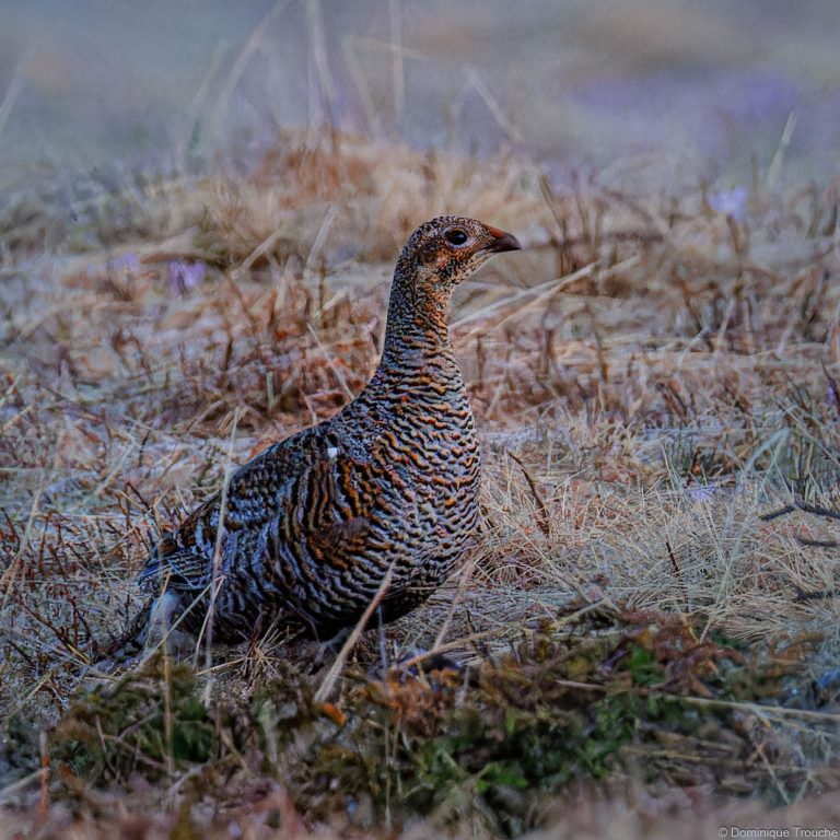 Tétras lyre femelle ou Poule