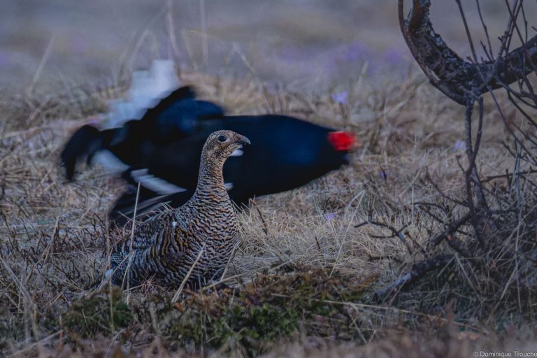 Tétras lyre femelle ou Poule