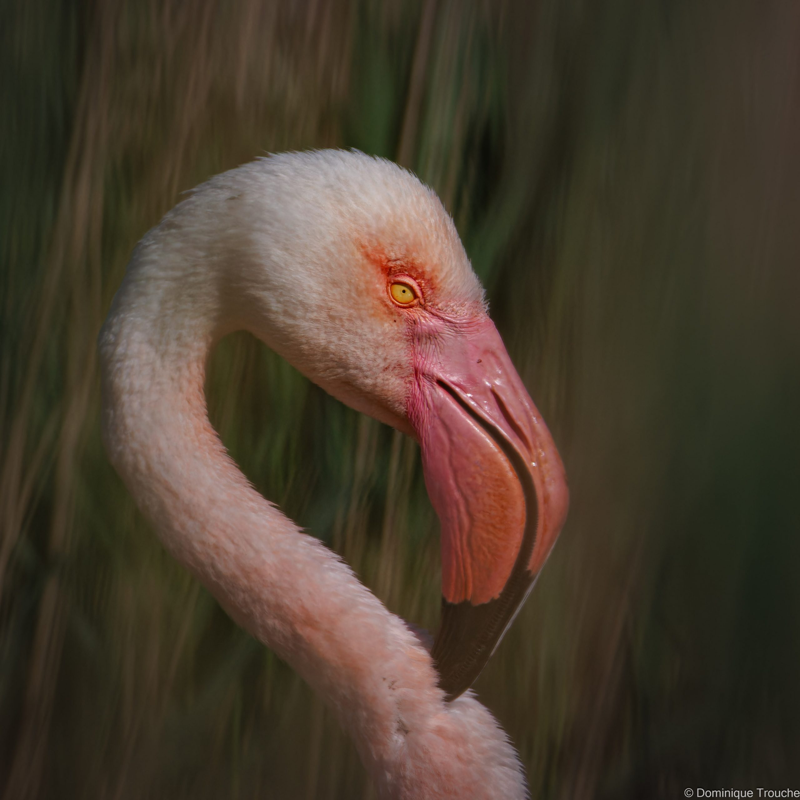 Flamant rose