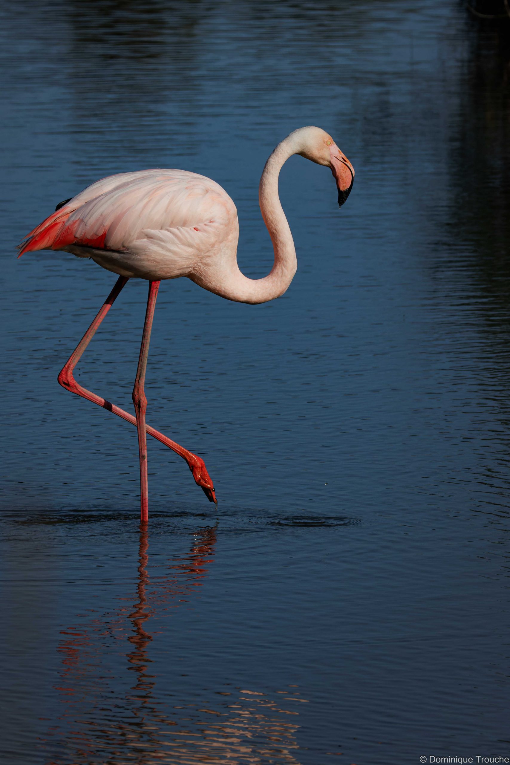 Flamant rose