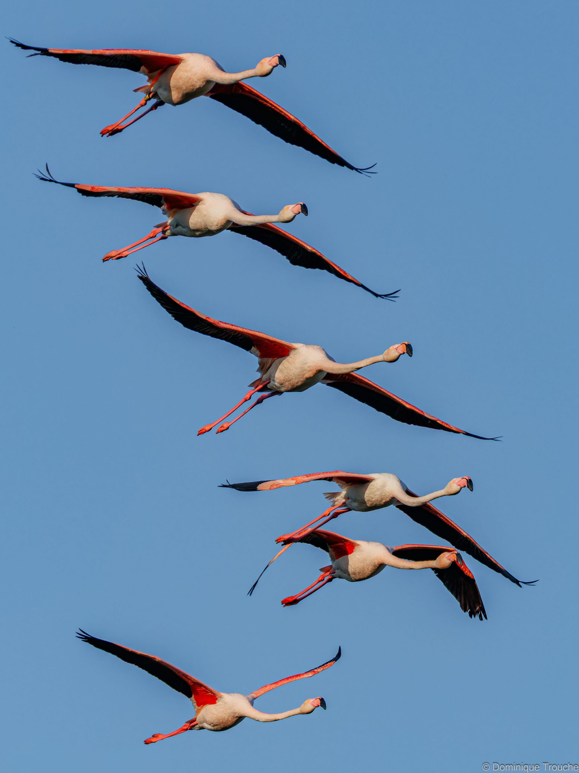 Flamant rose