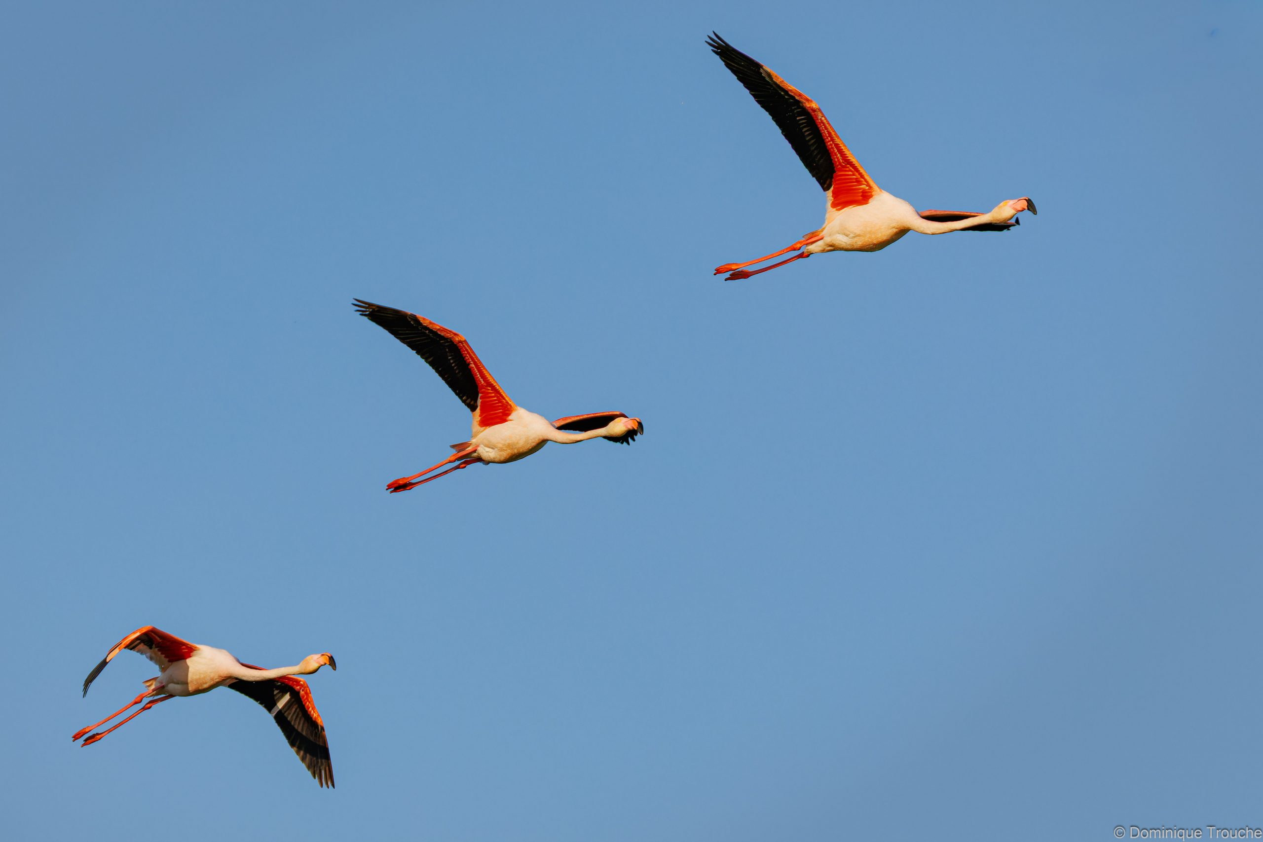 Flamant rose