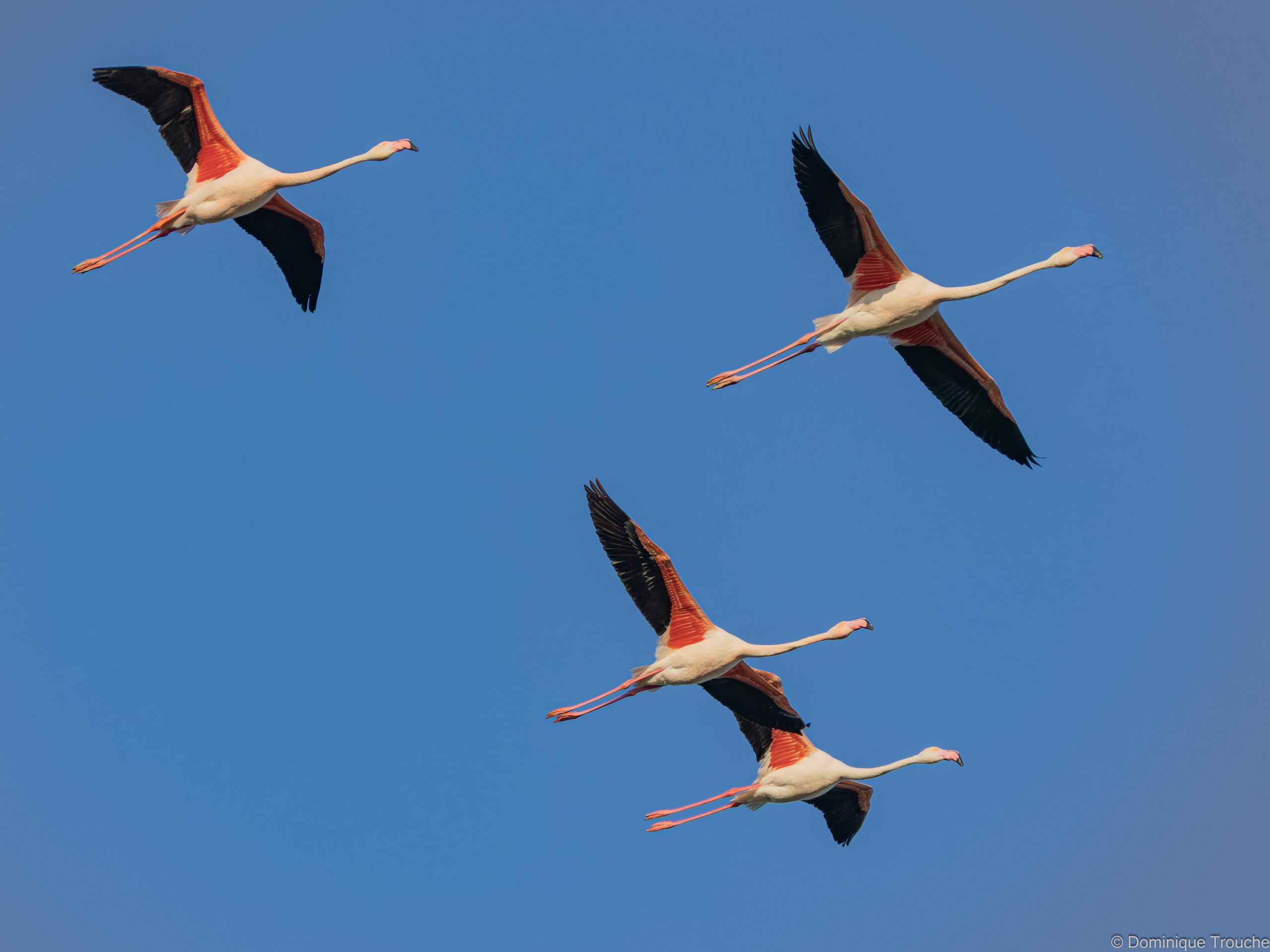 Flamant rose