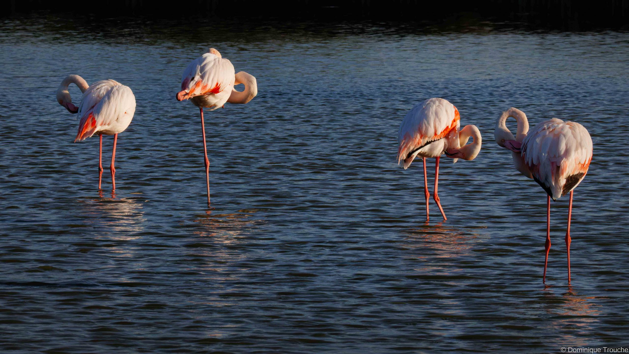 Flamant rose