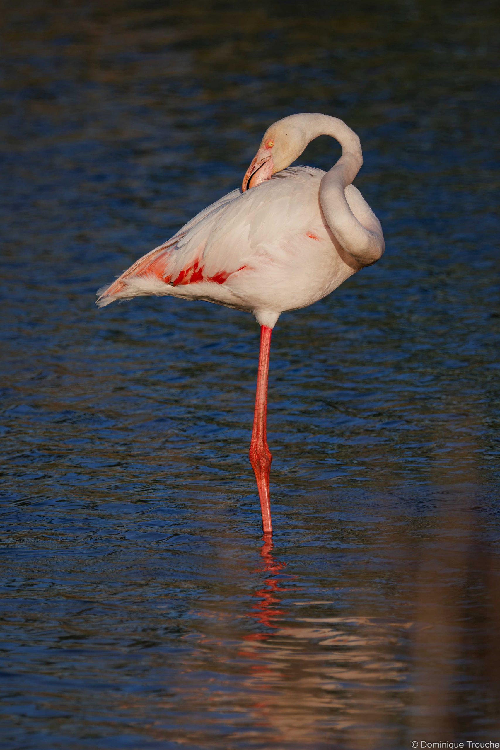 Flamant rose