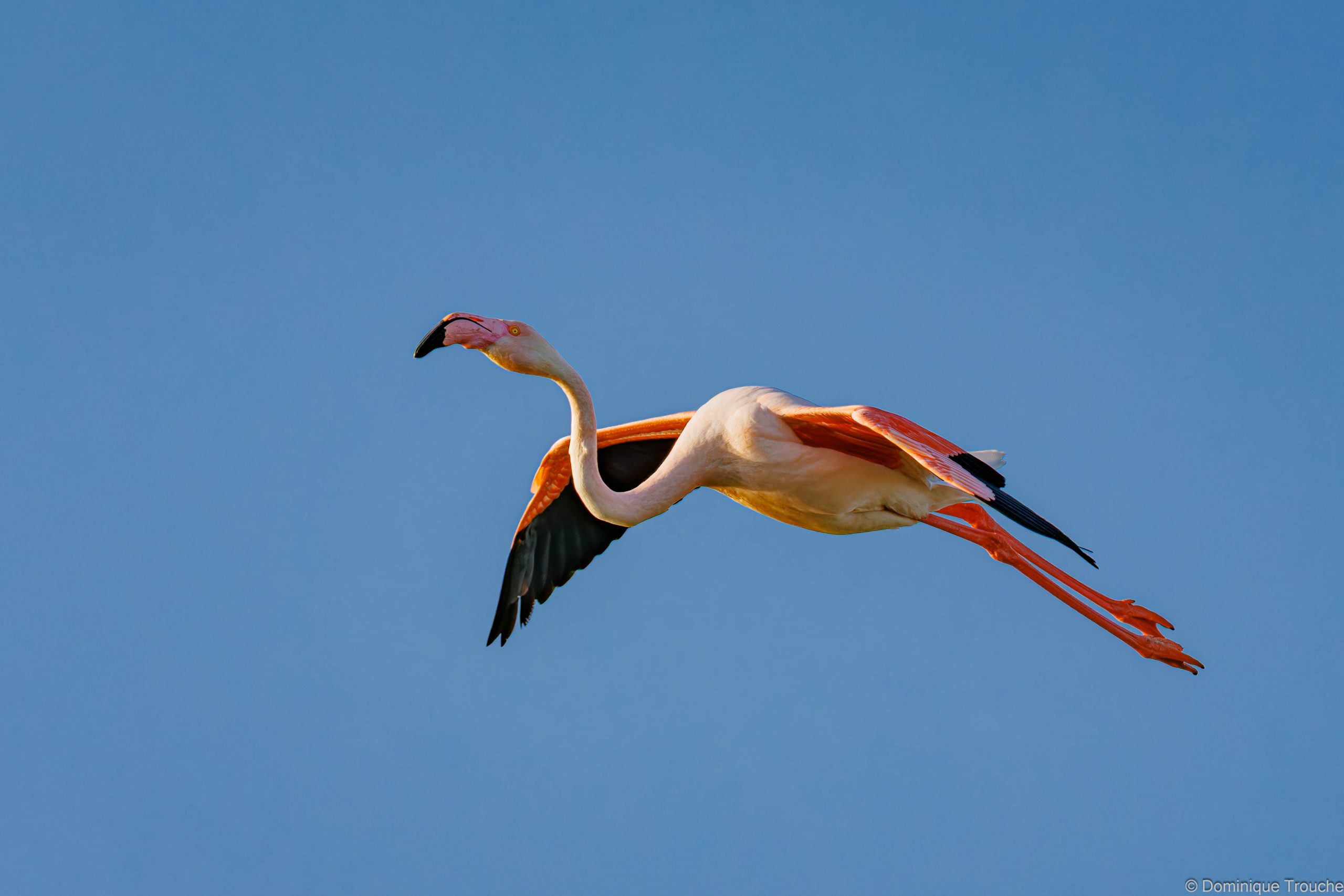 Flamant rose