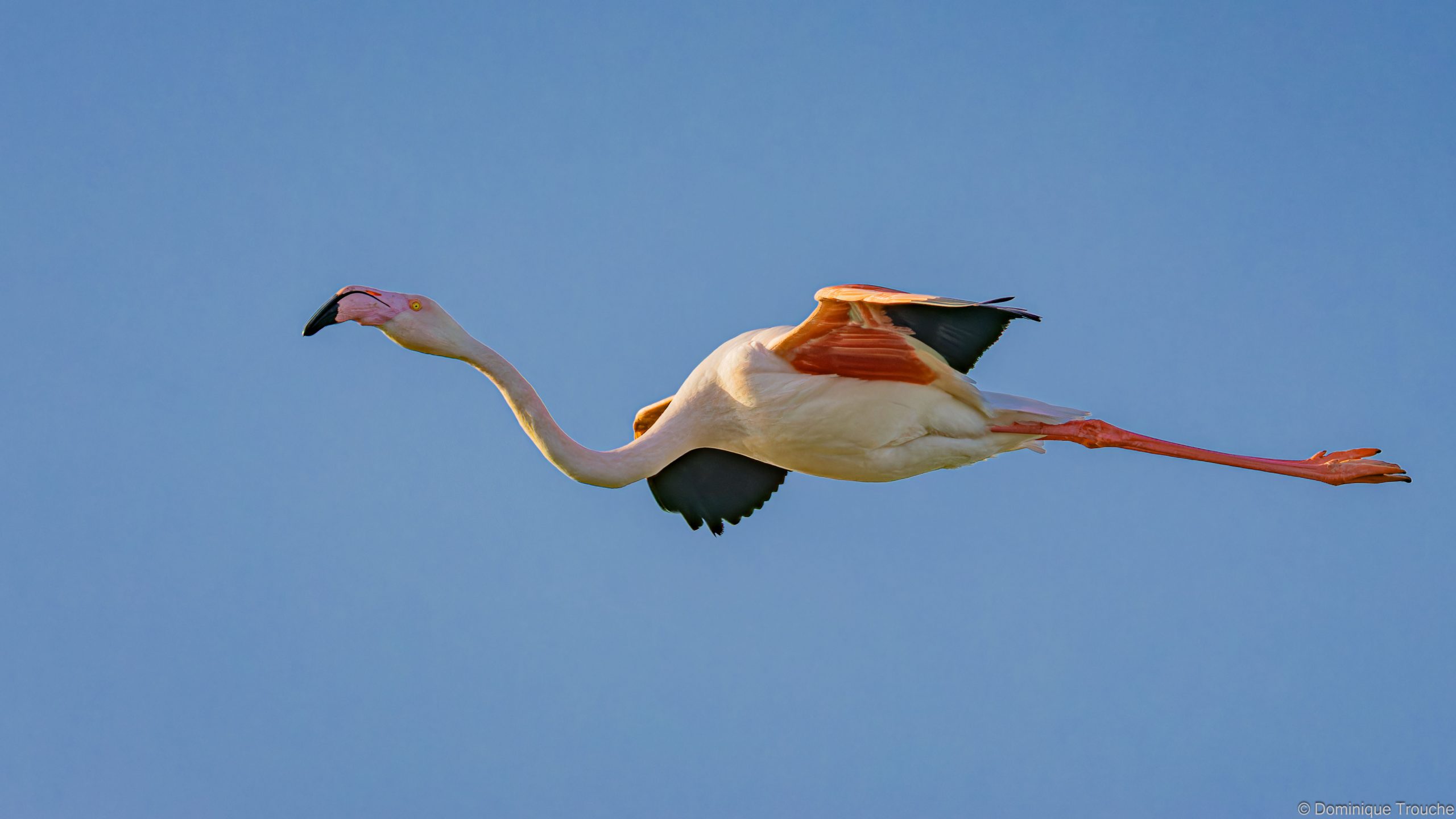 Flamant rose