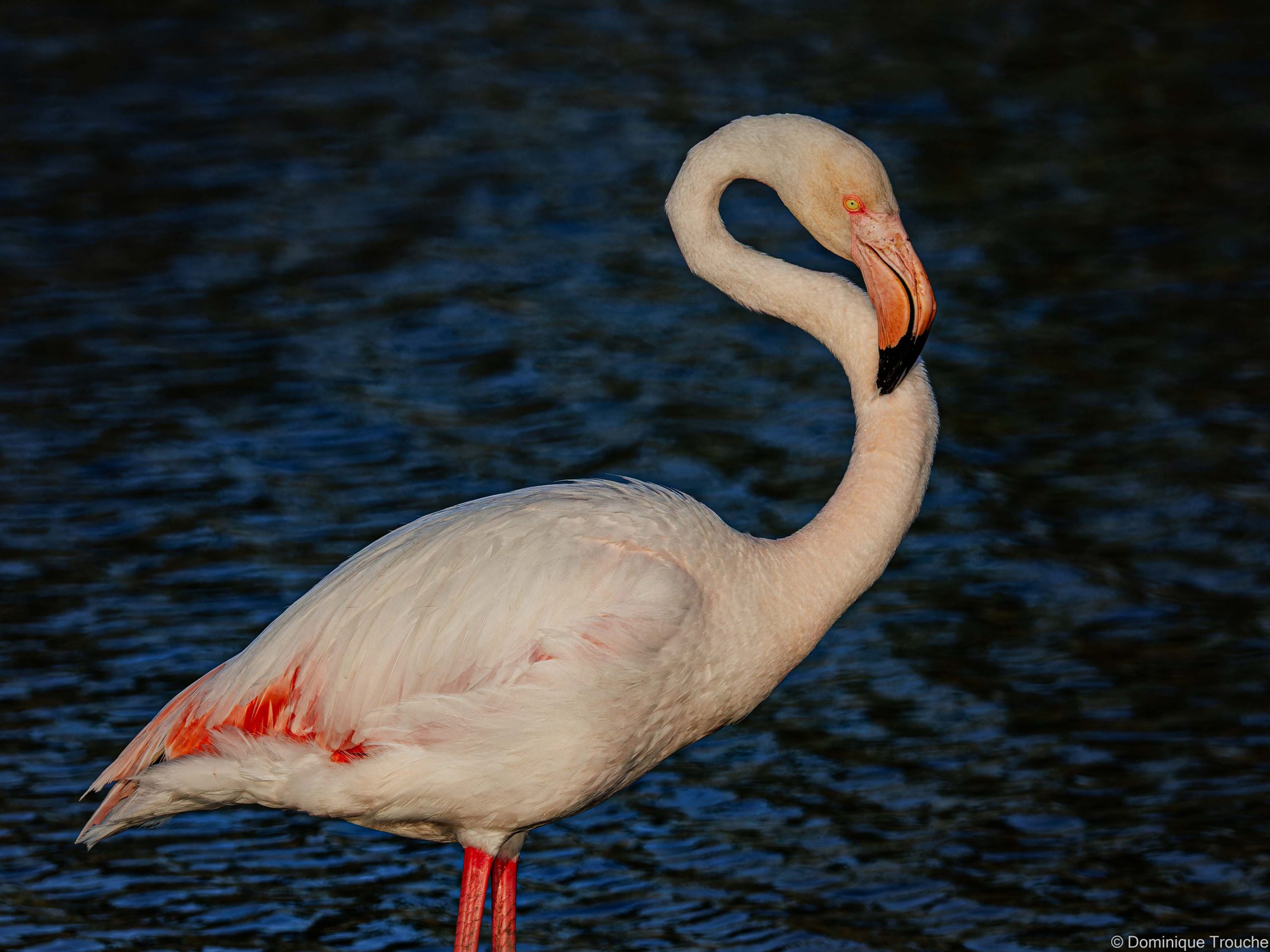 Flamant rose