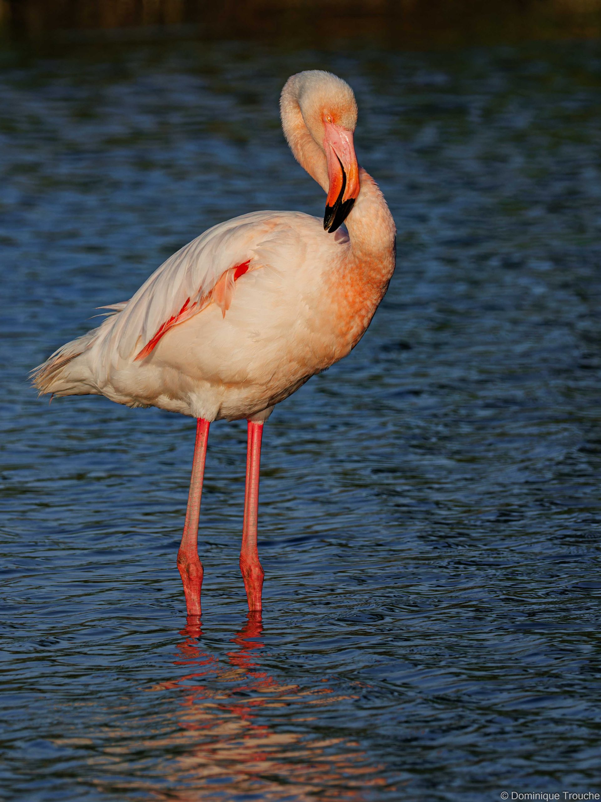 Flamant rose