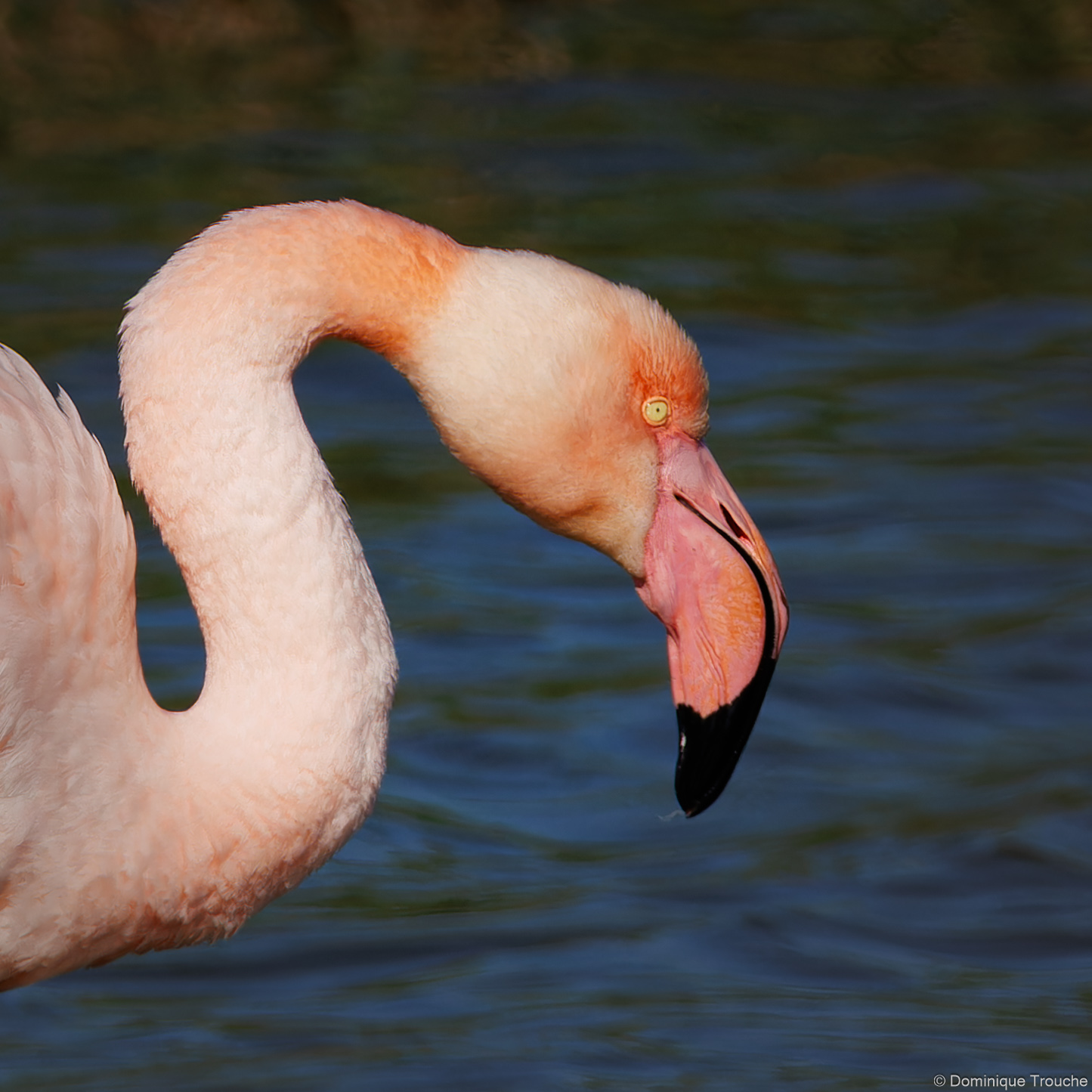 Flamant rose