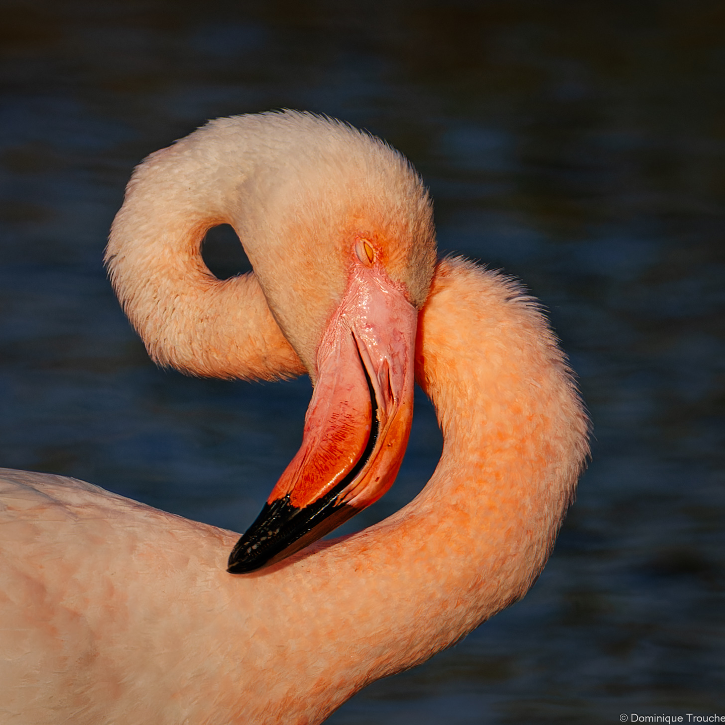Flamant rose