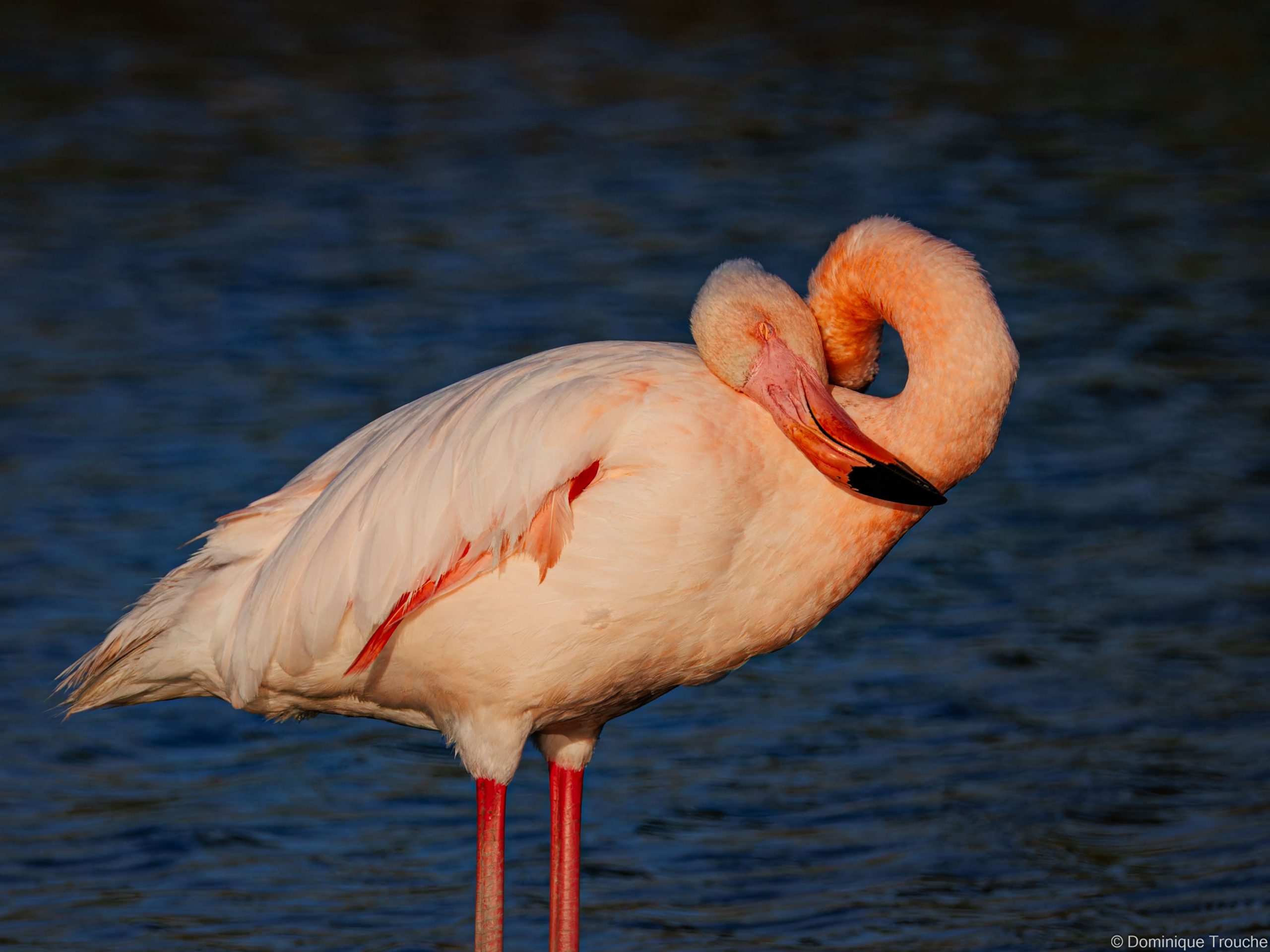 Flamant rose