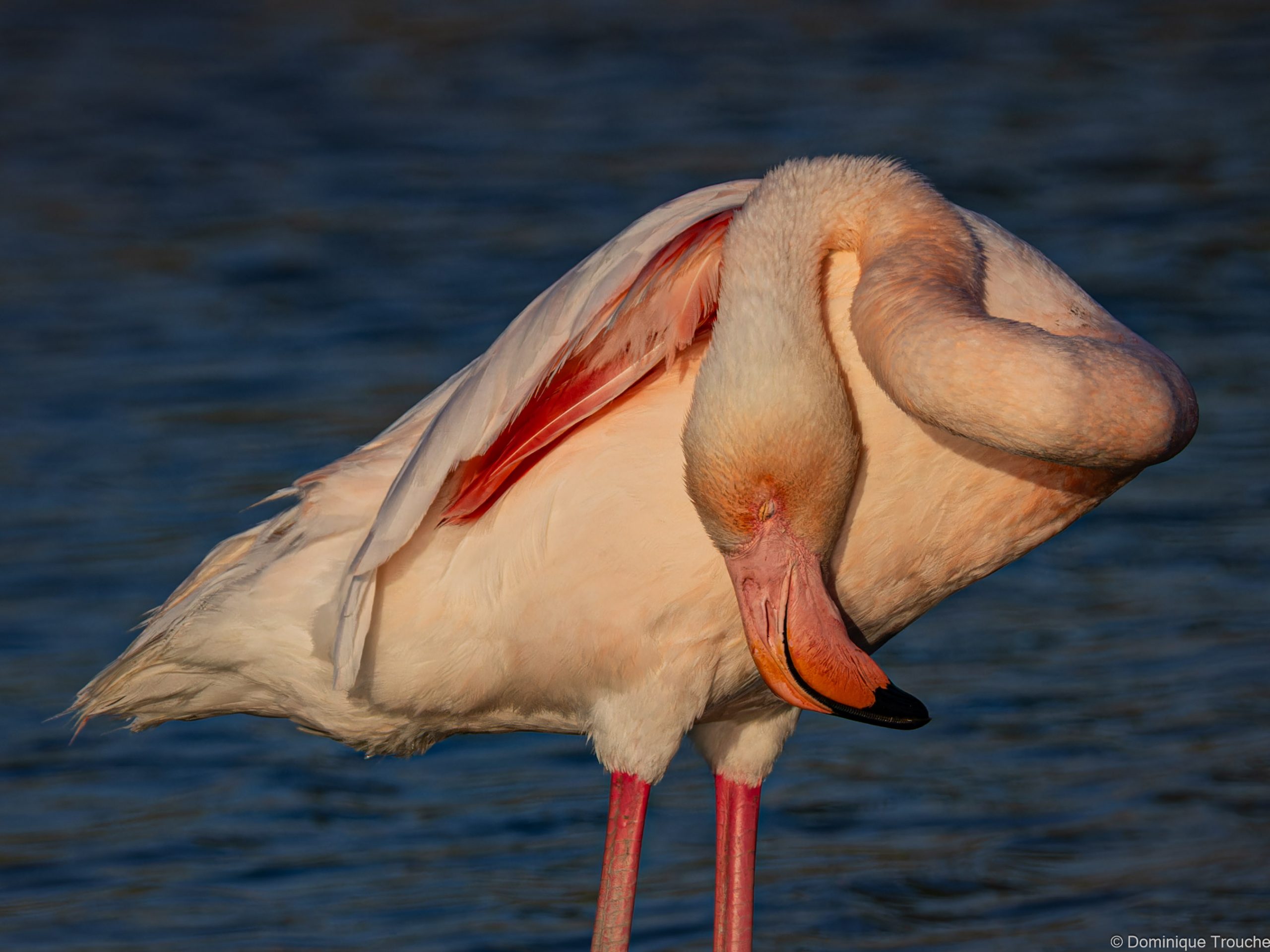Flamant rose