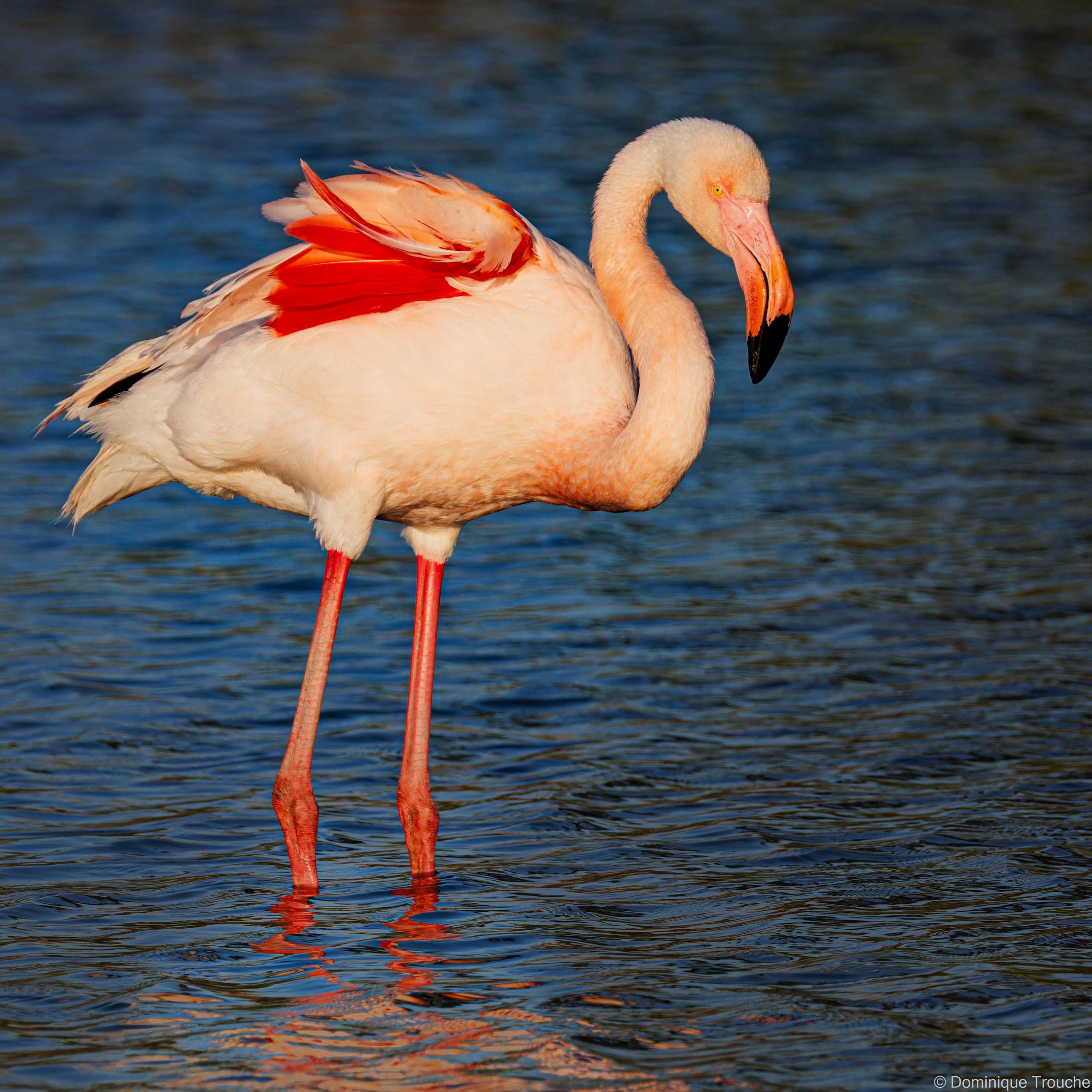 Flamant rose