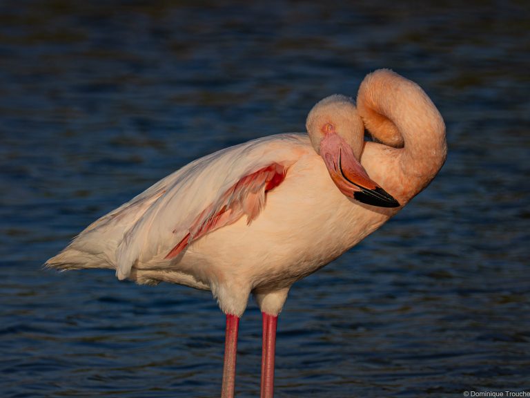 Flamant rose