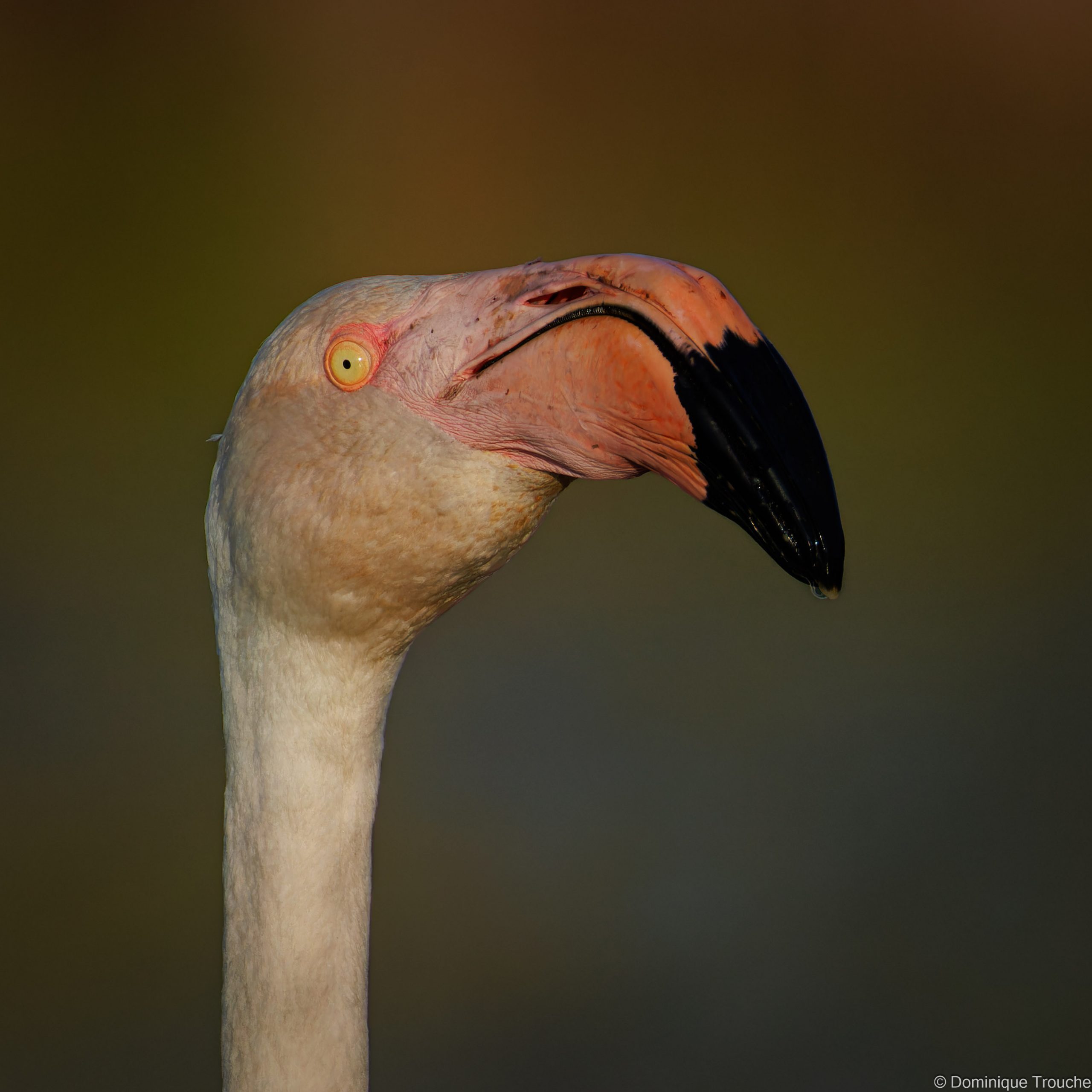 Flamant rose