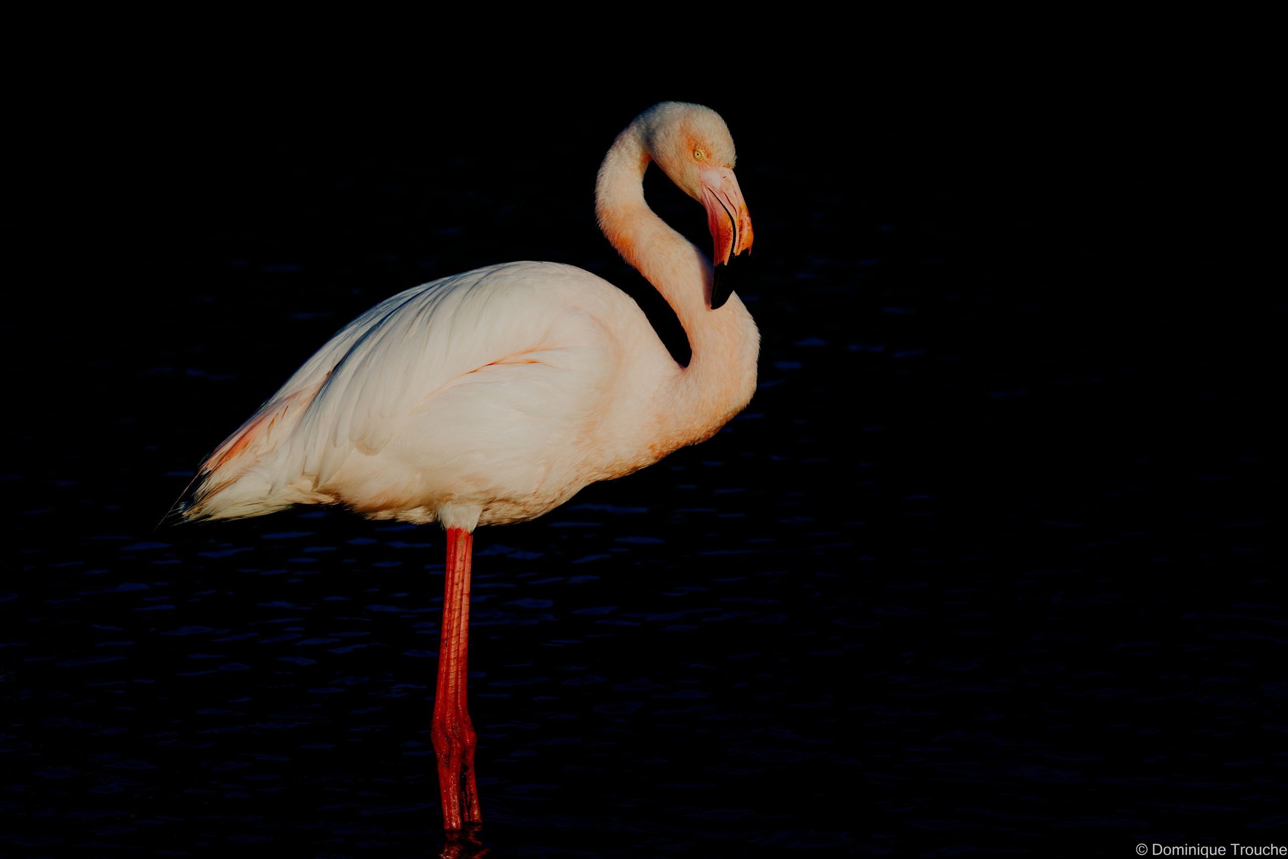 Flamant rose