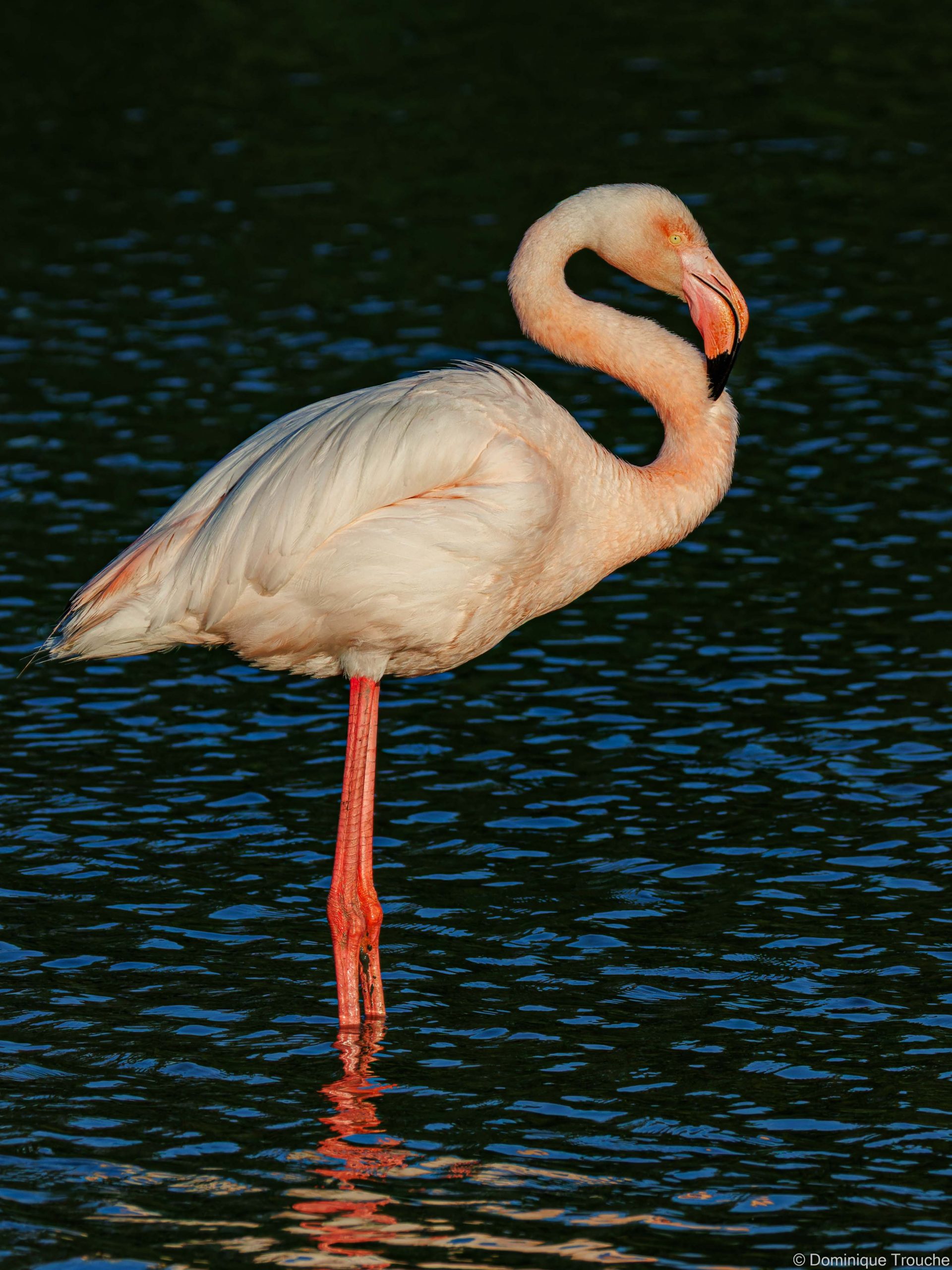 Flamant rose