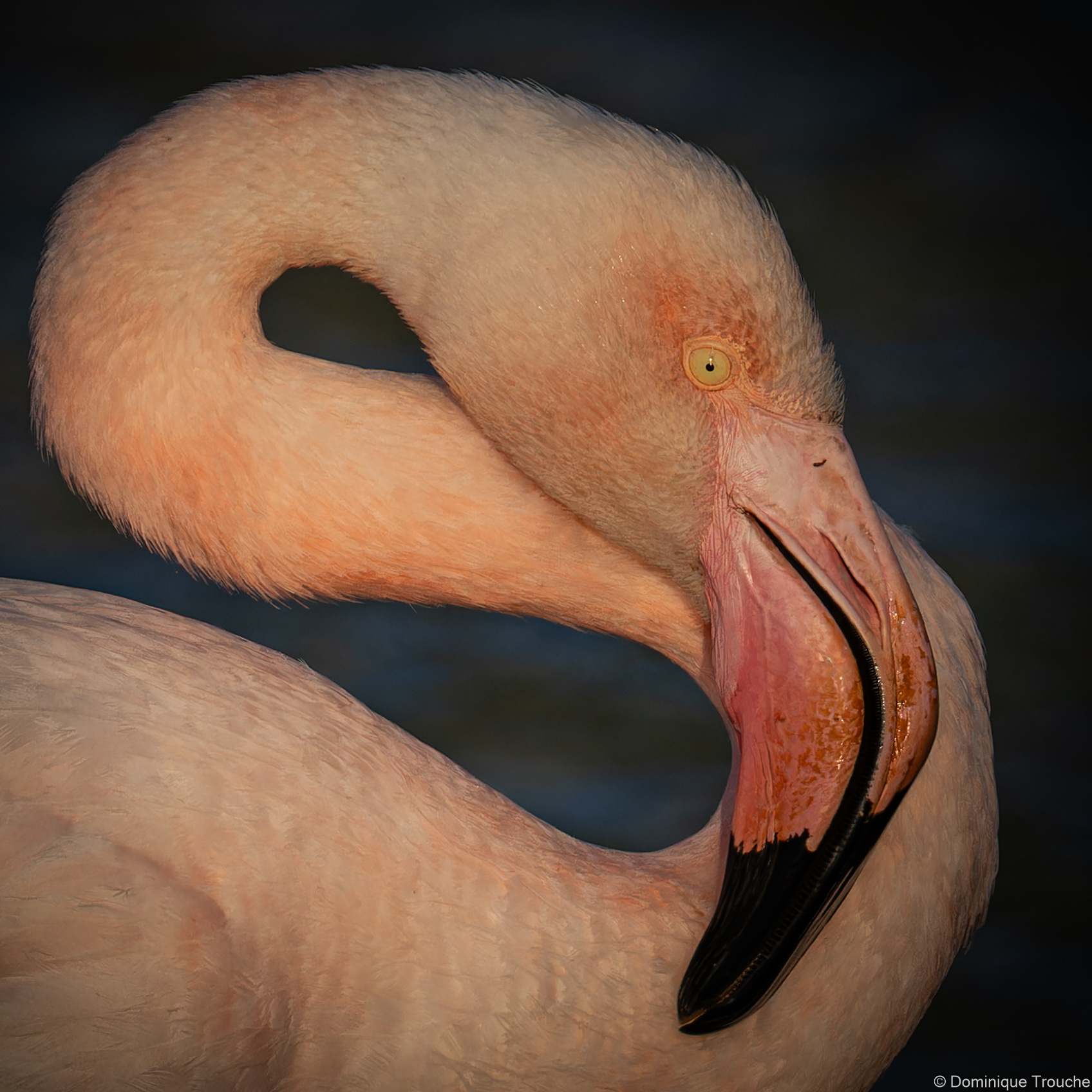 Lire la suite à propos de l’article Le Flamant rose