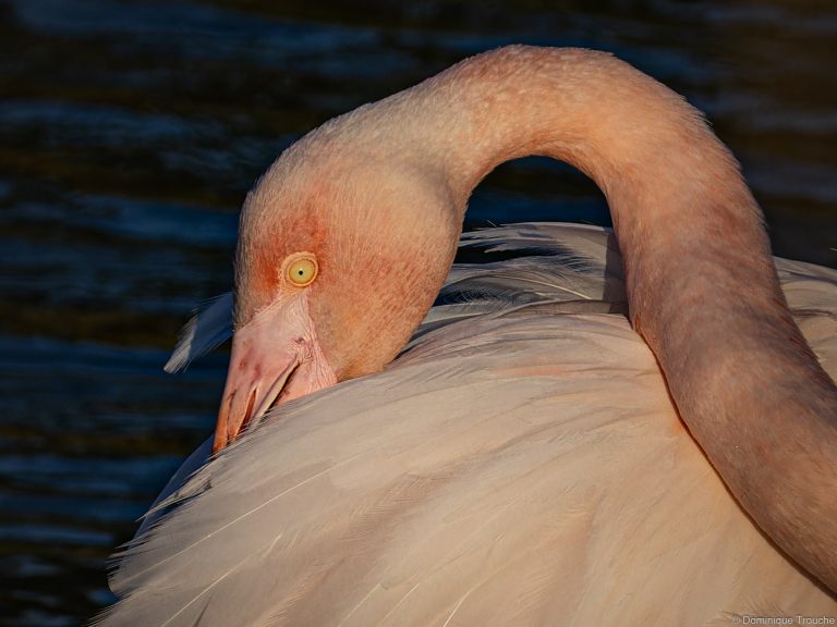 Flamant rose