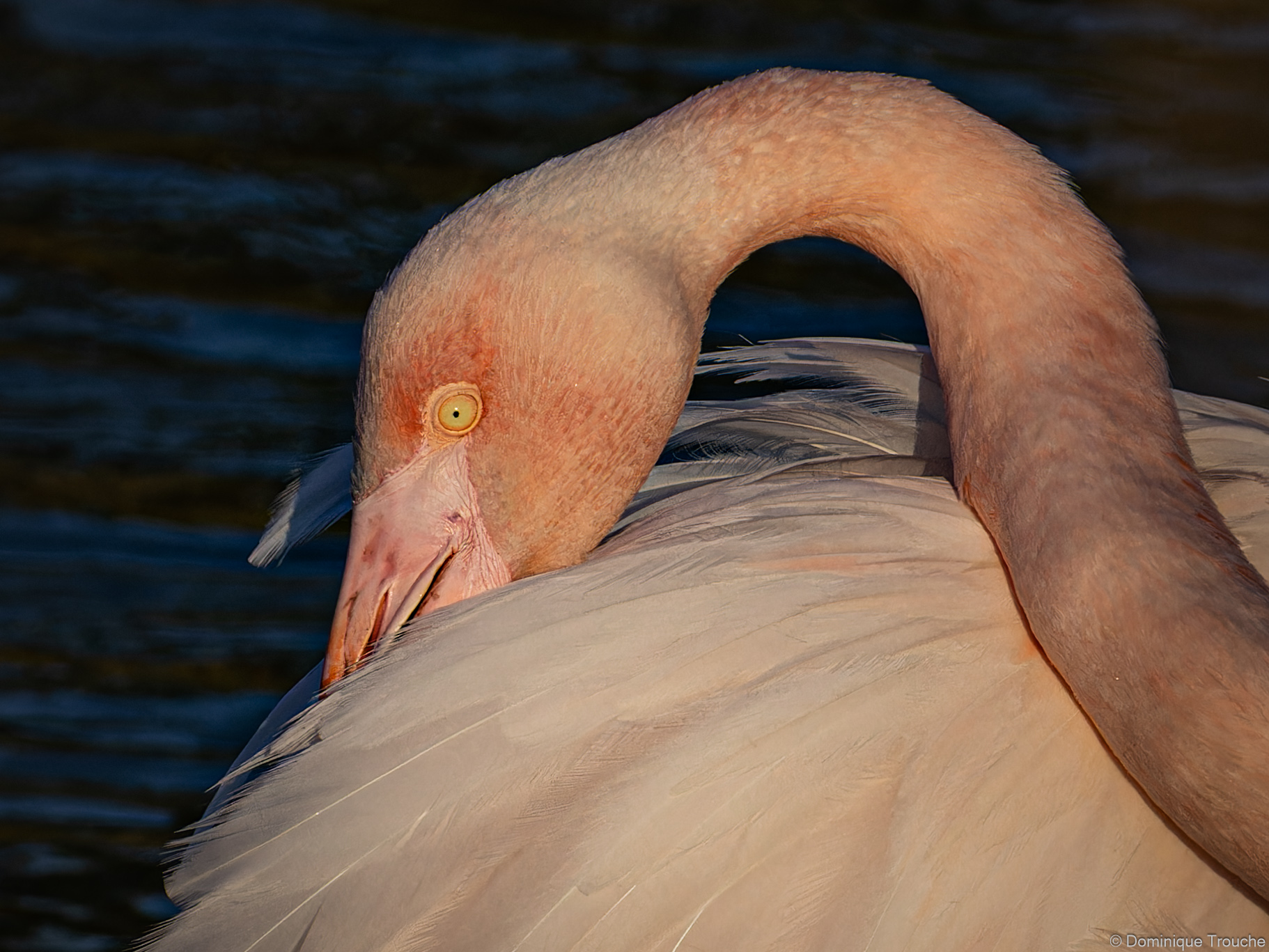 Flamant rose