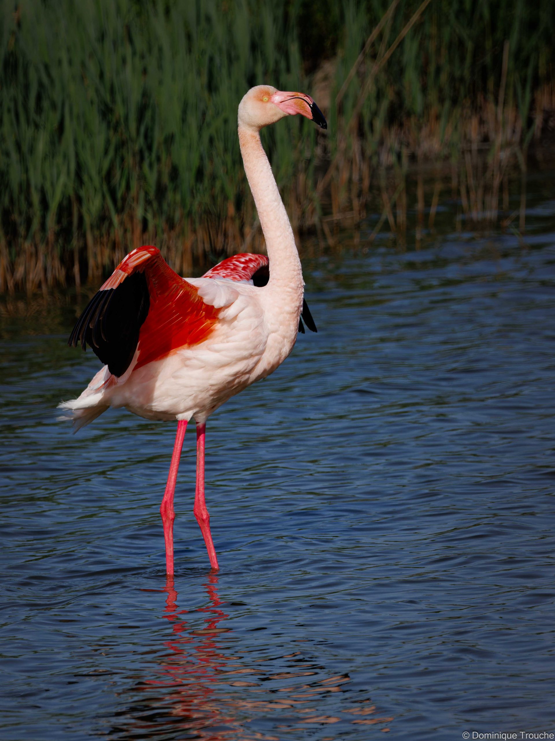 Flamant rose