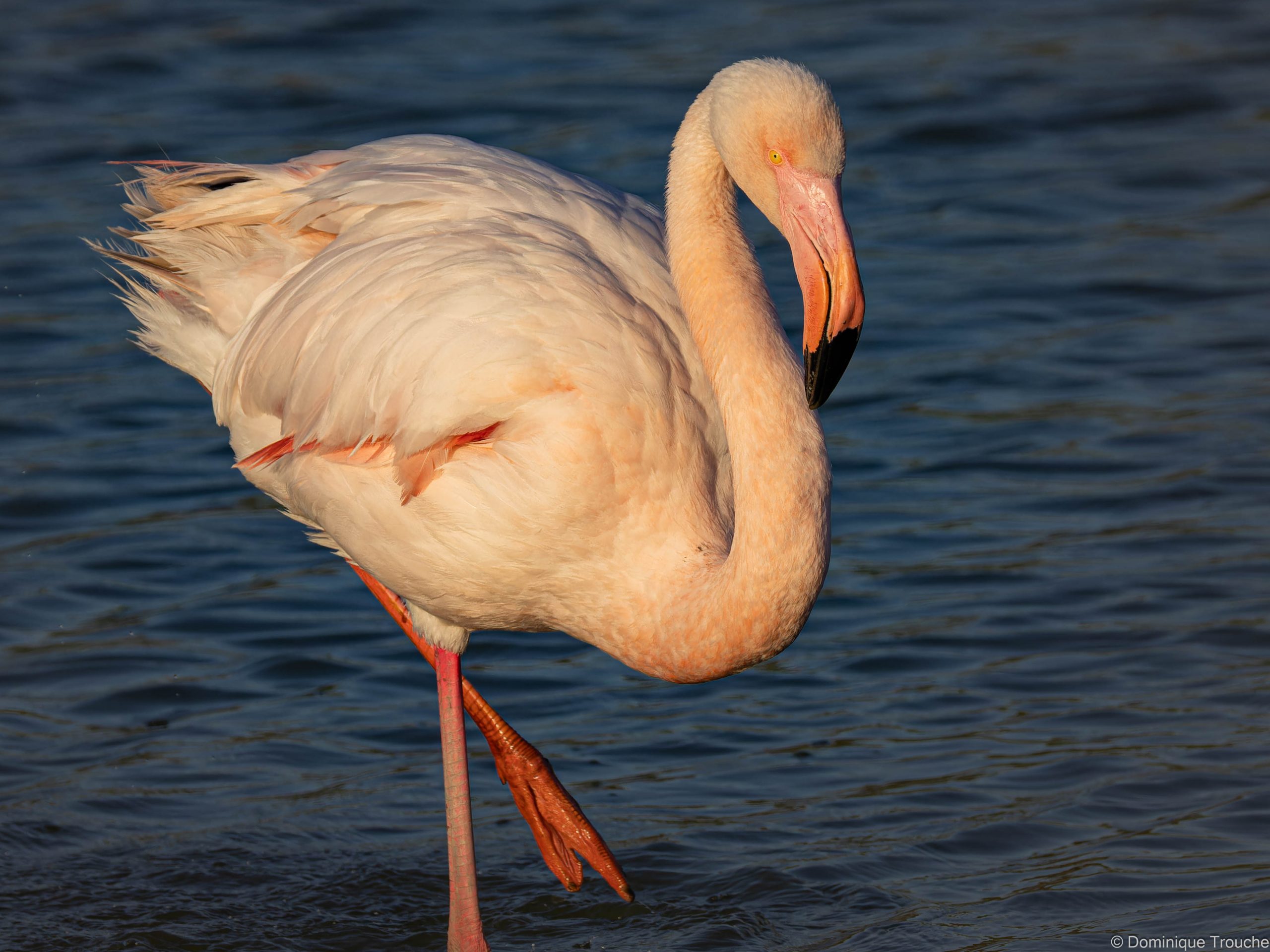Flamant rose