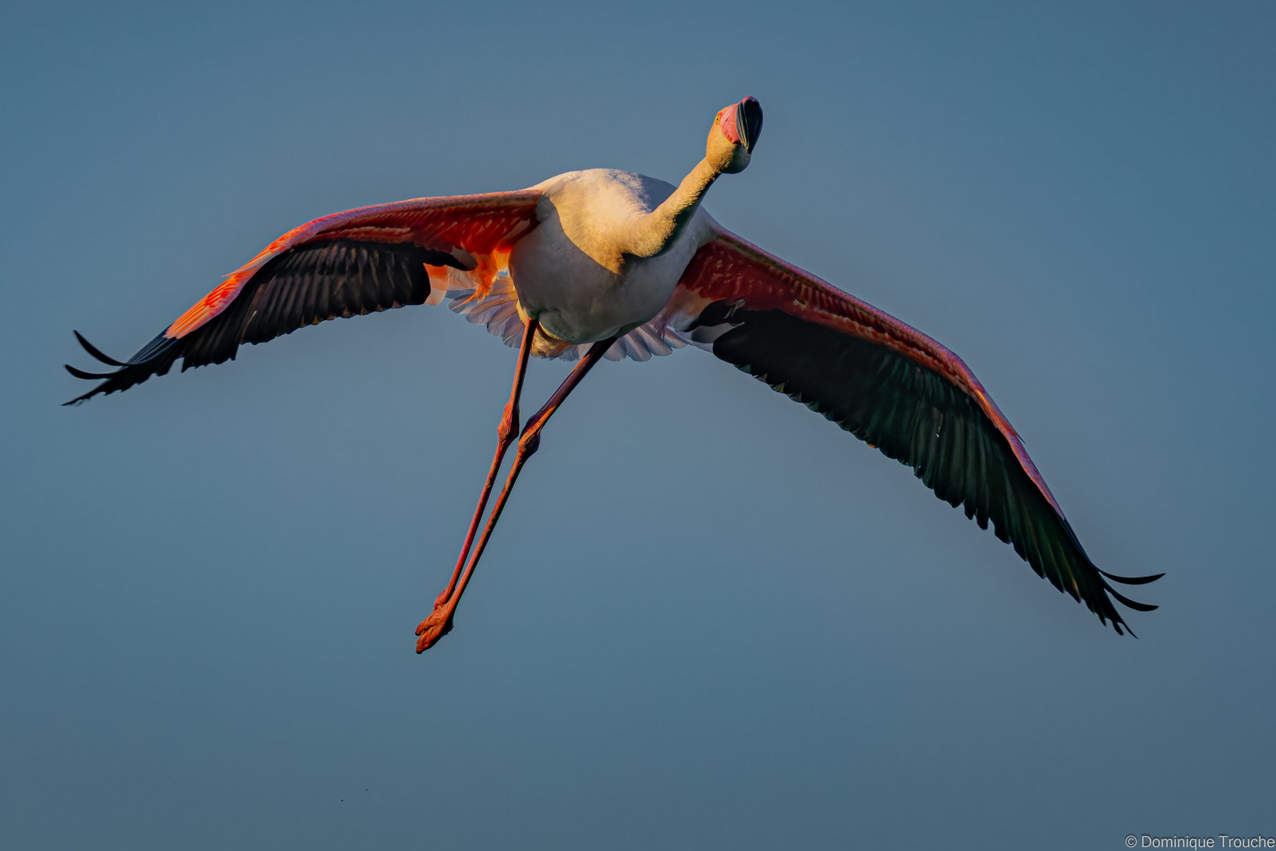 Flamant rose