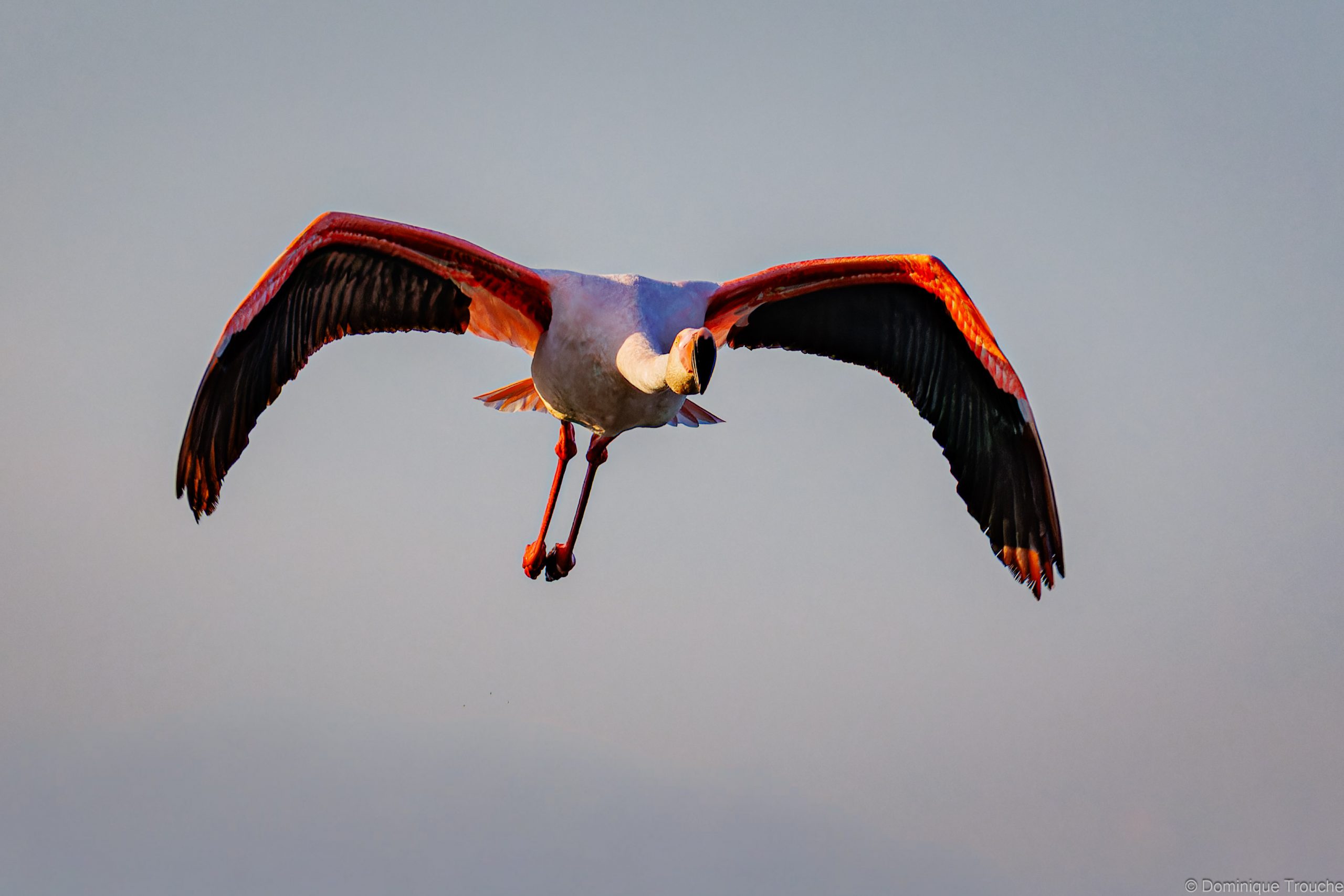 Flamant rose