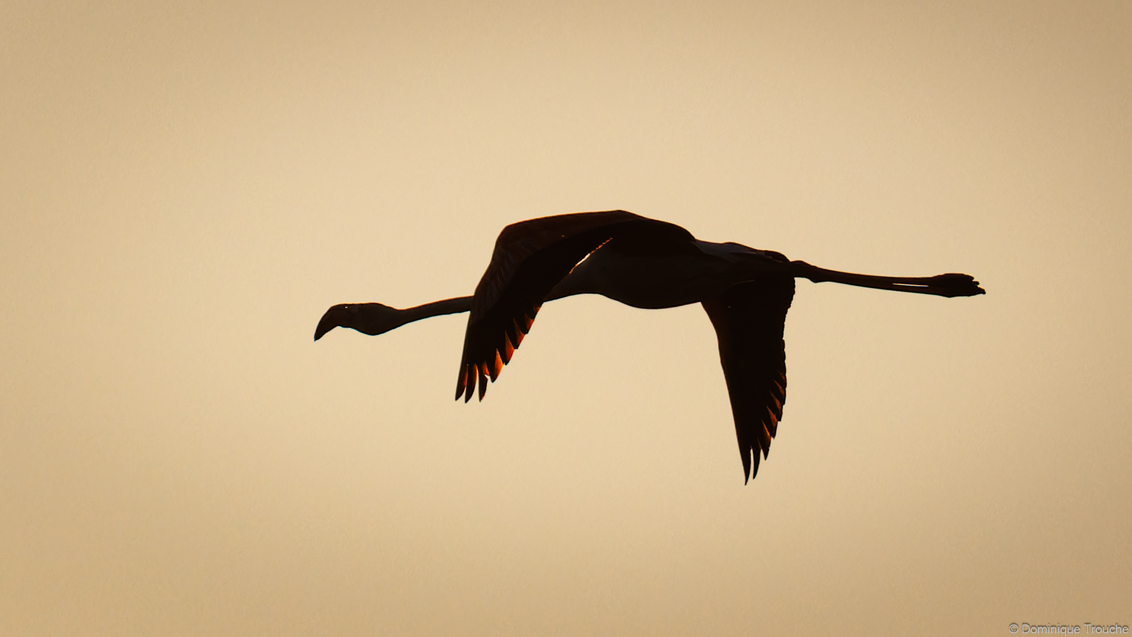 Flamant rose
