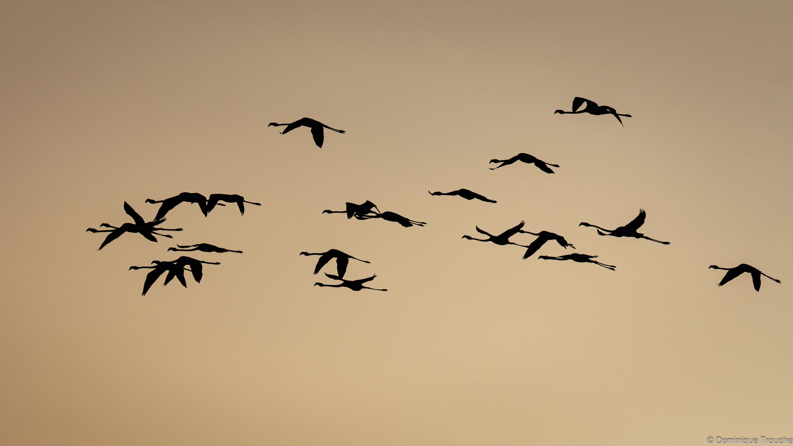 Flamant rose