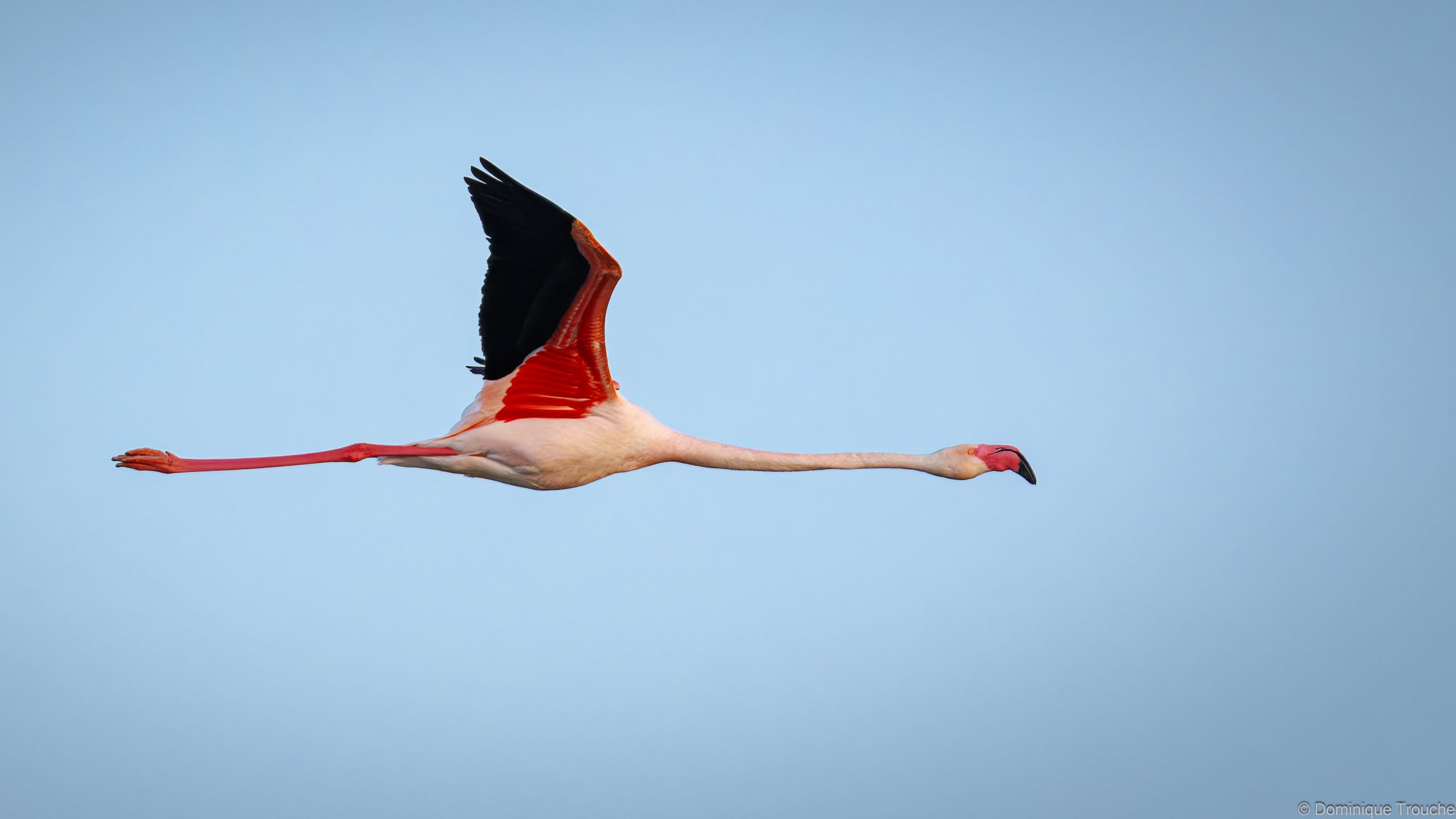 Flamant rose