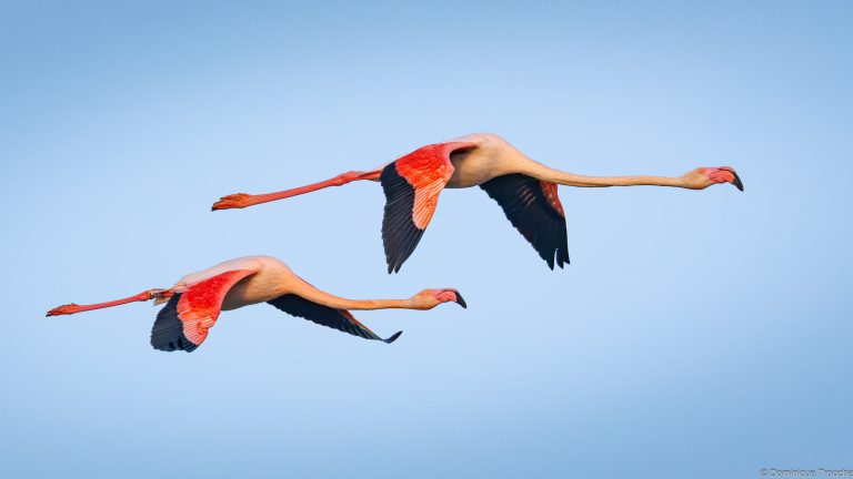 Flamant rose