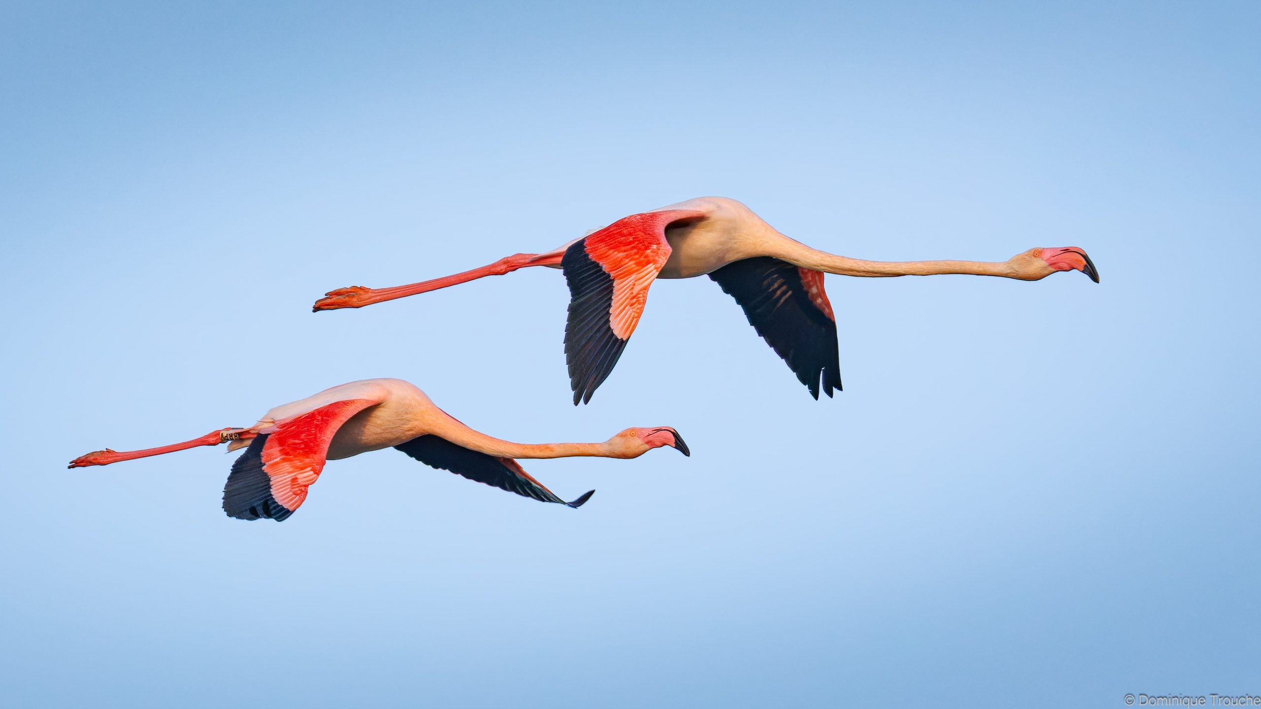 Flamant rose