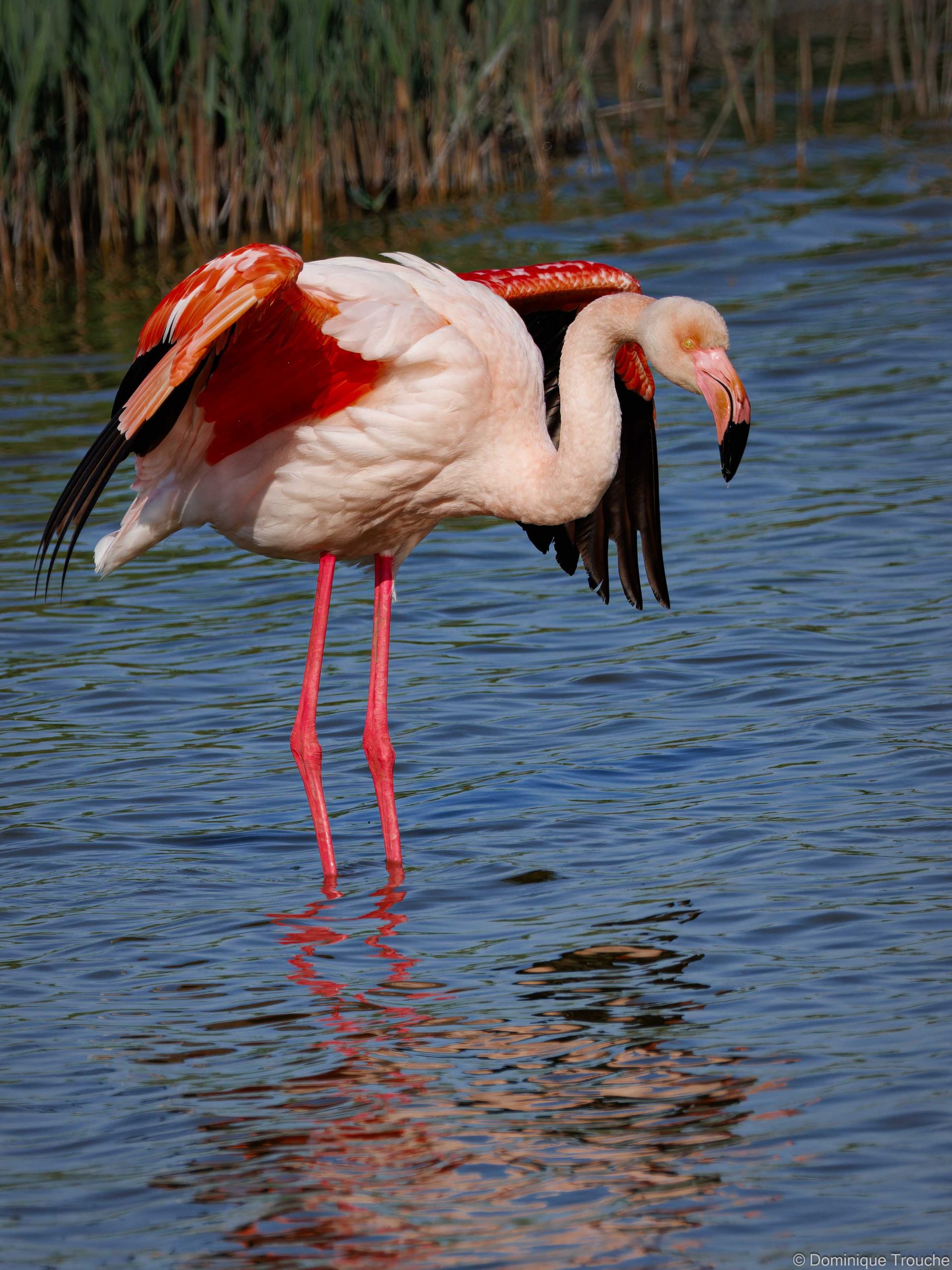Flamant rose