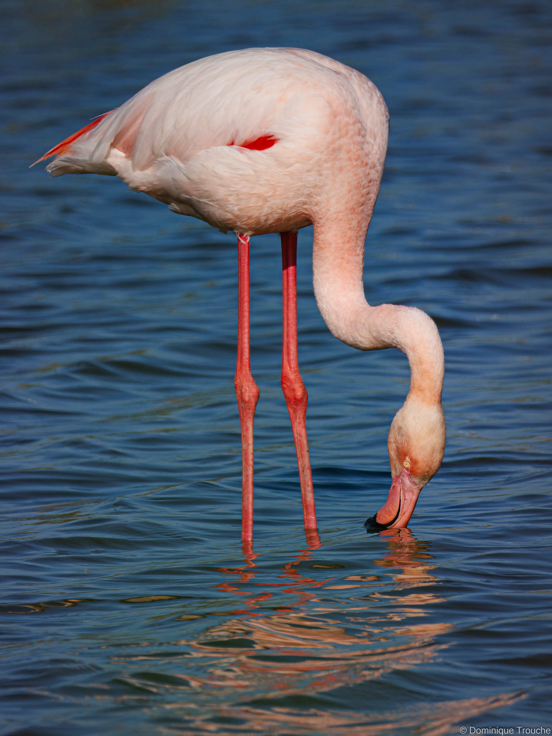 Flamant rose
