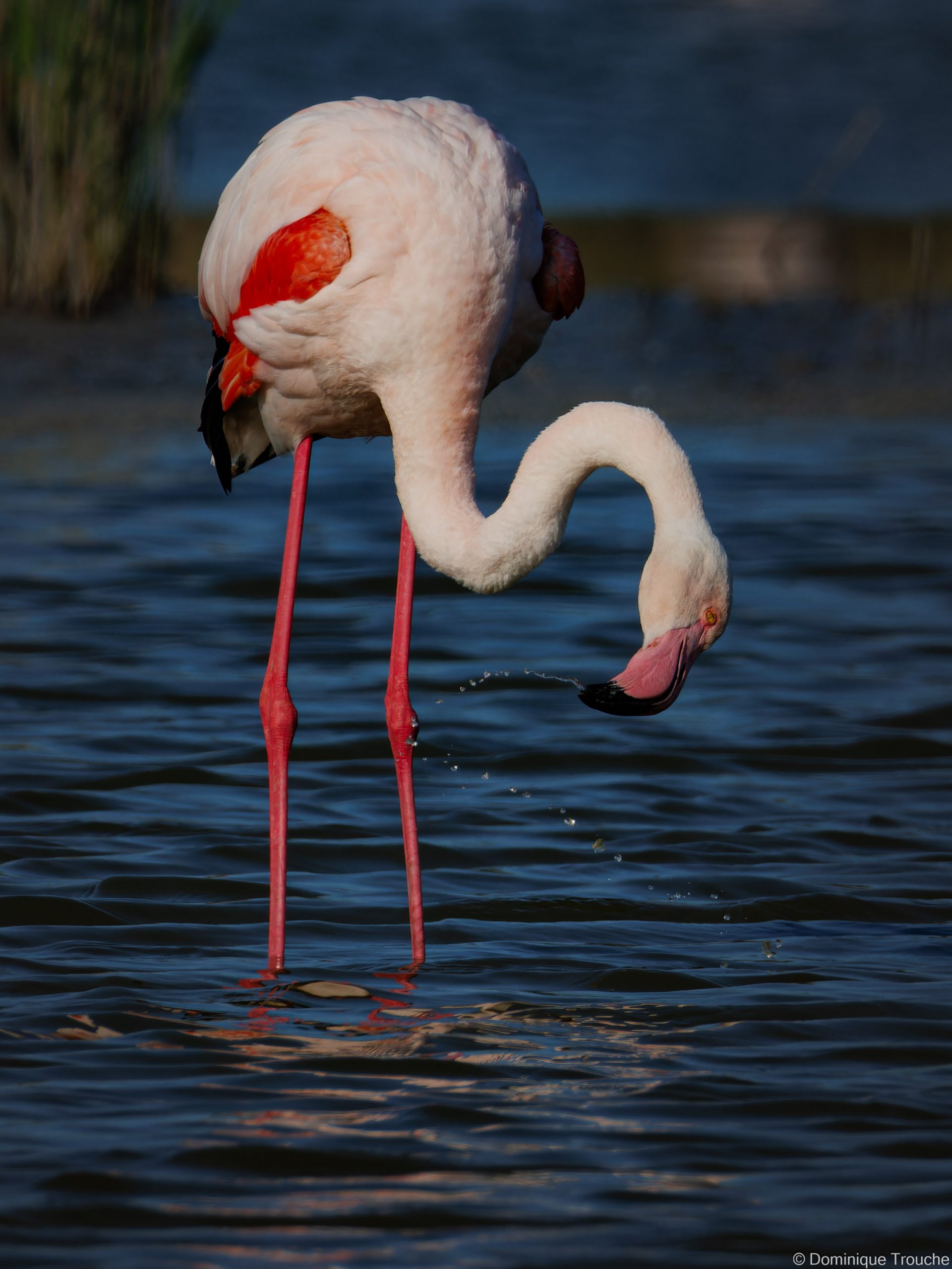 Flamant rose