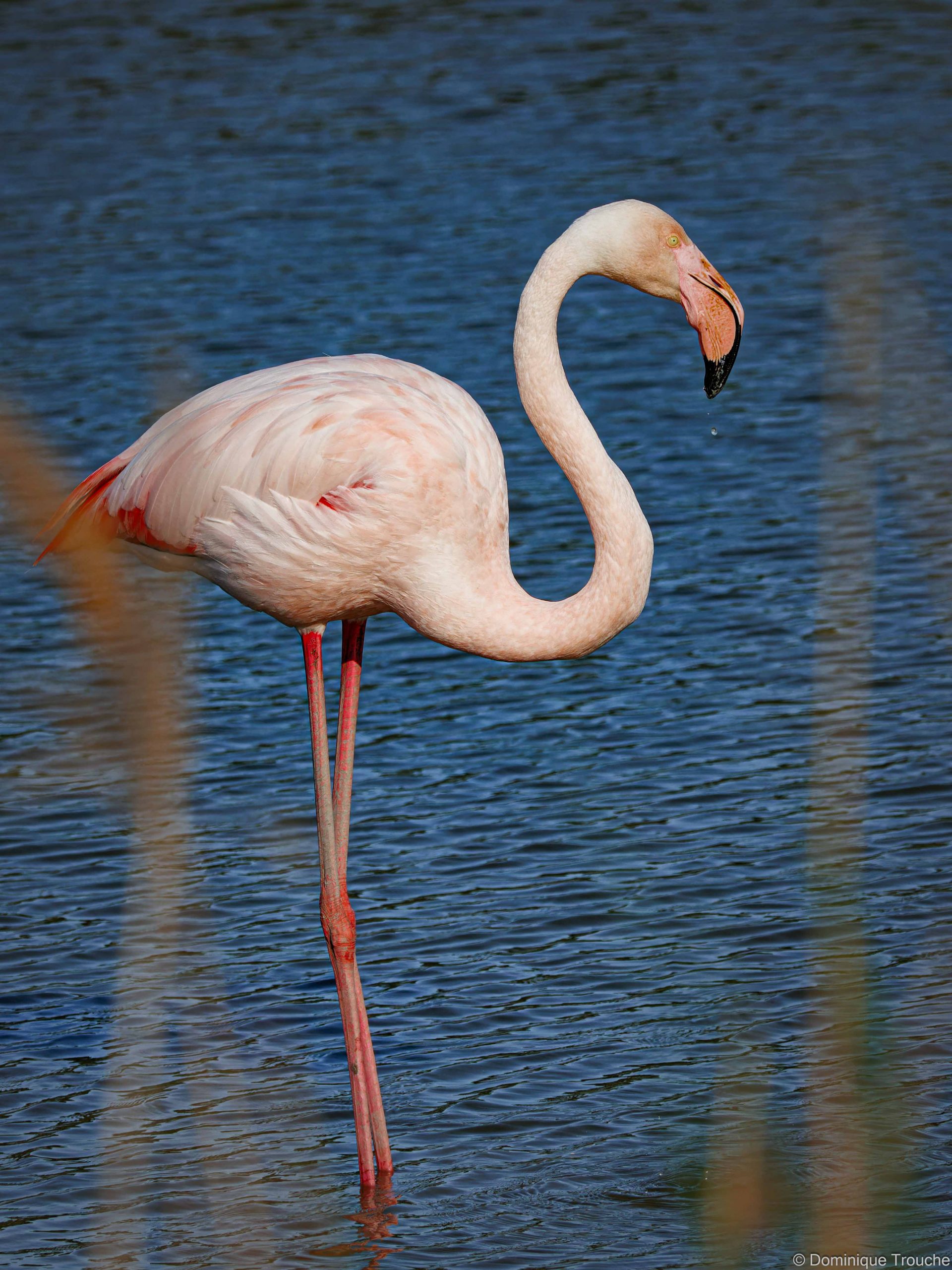 Flamant rose