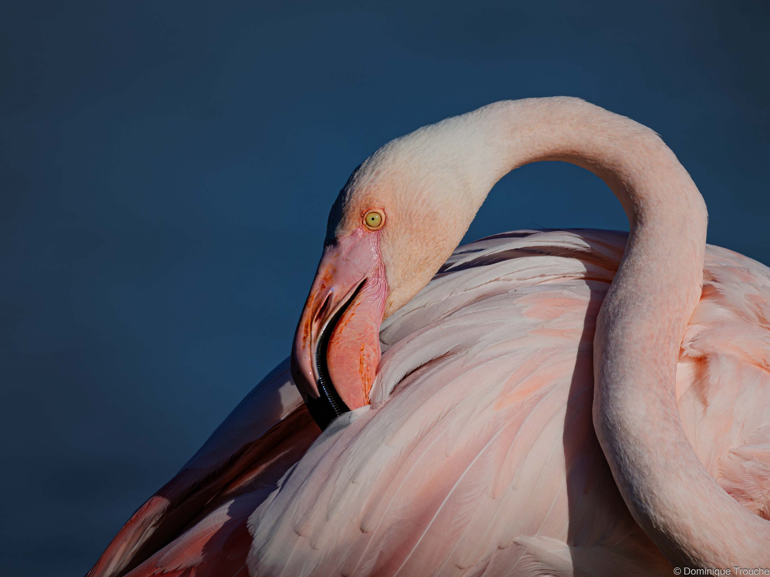 Flamant rose