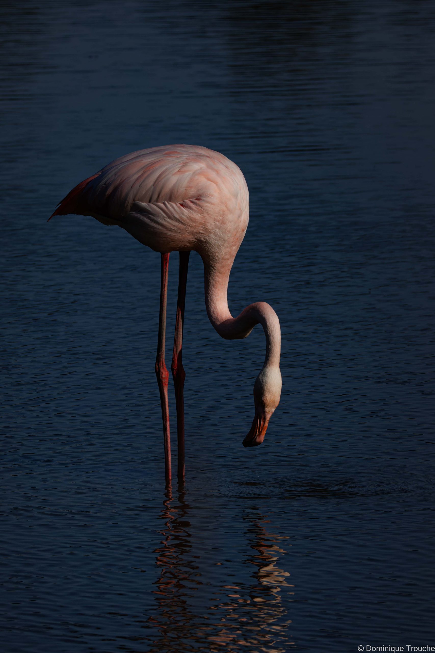Flamant rose