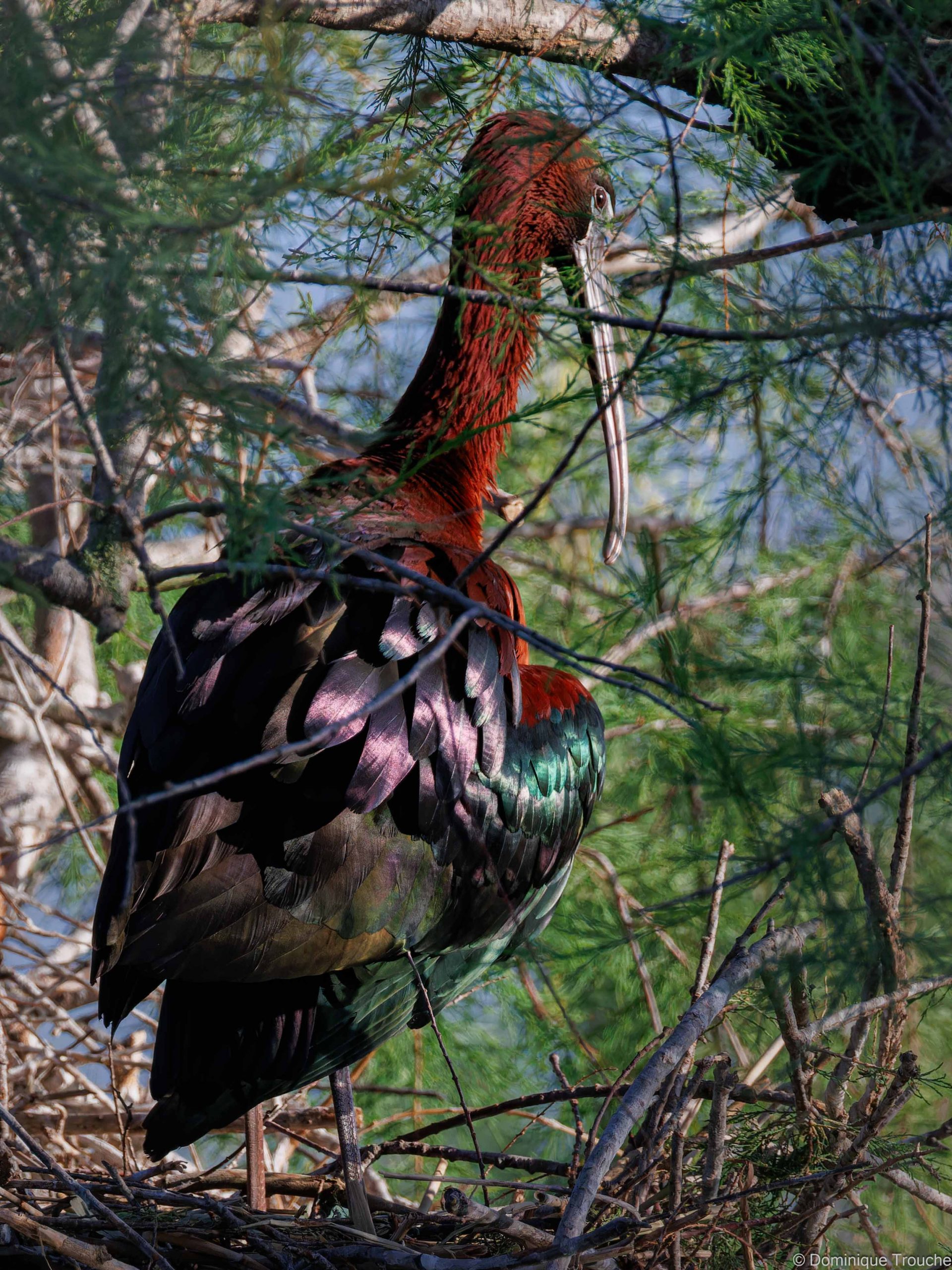 Ibis falcinelle
