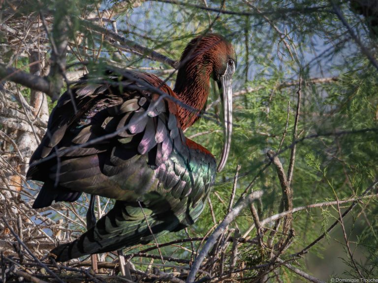 Ibis falcinelle