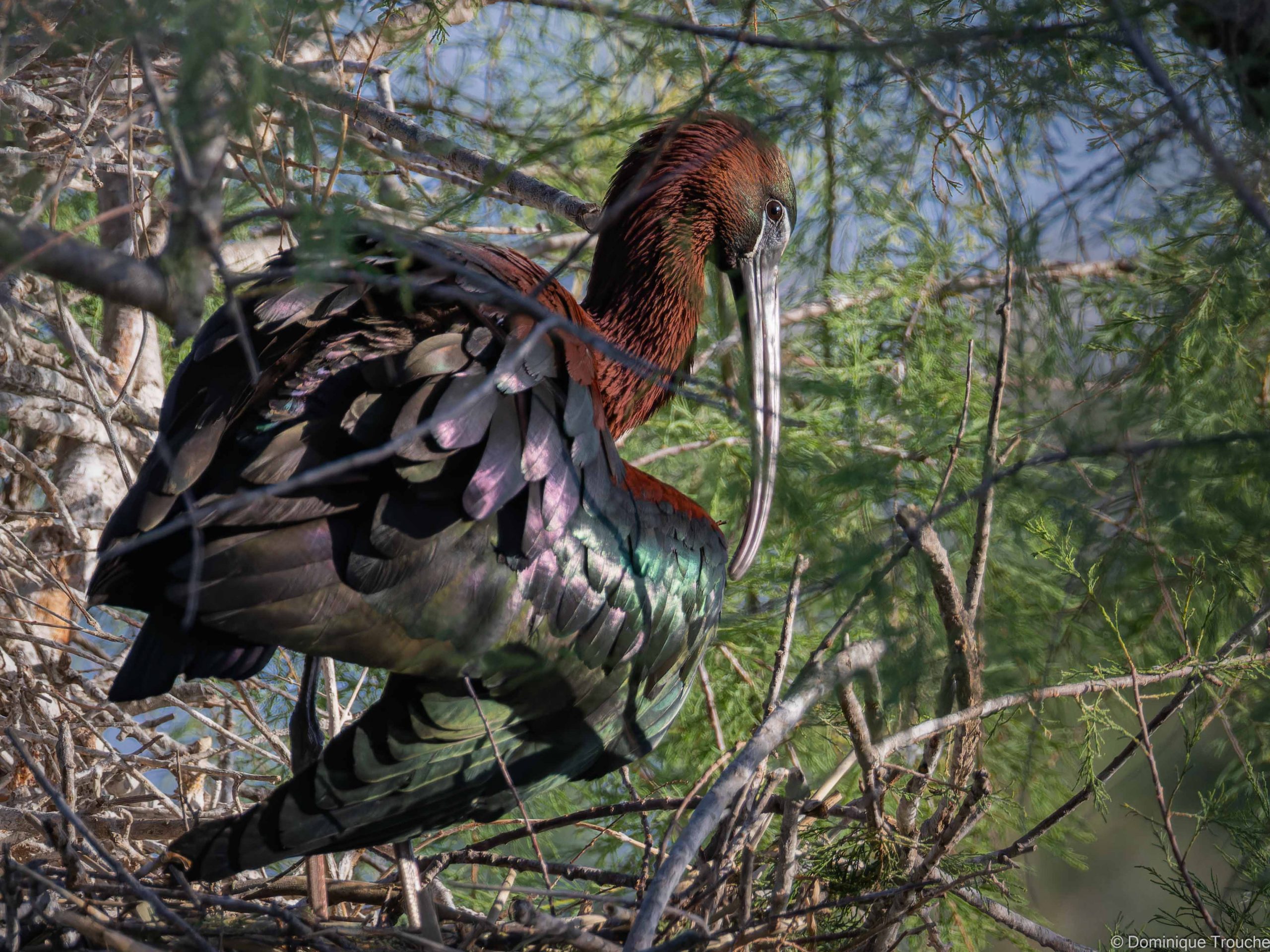 Ibis falcinelle
