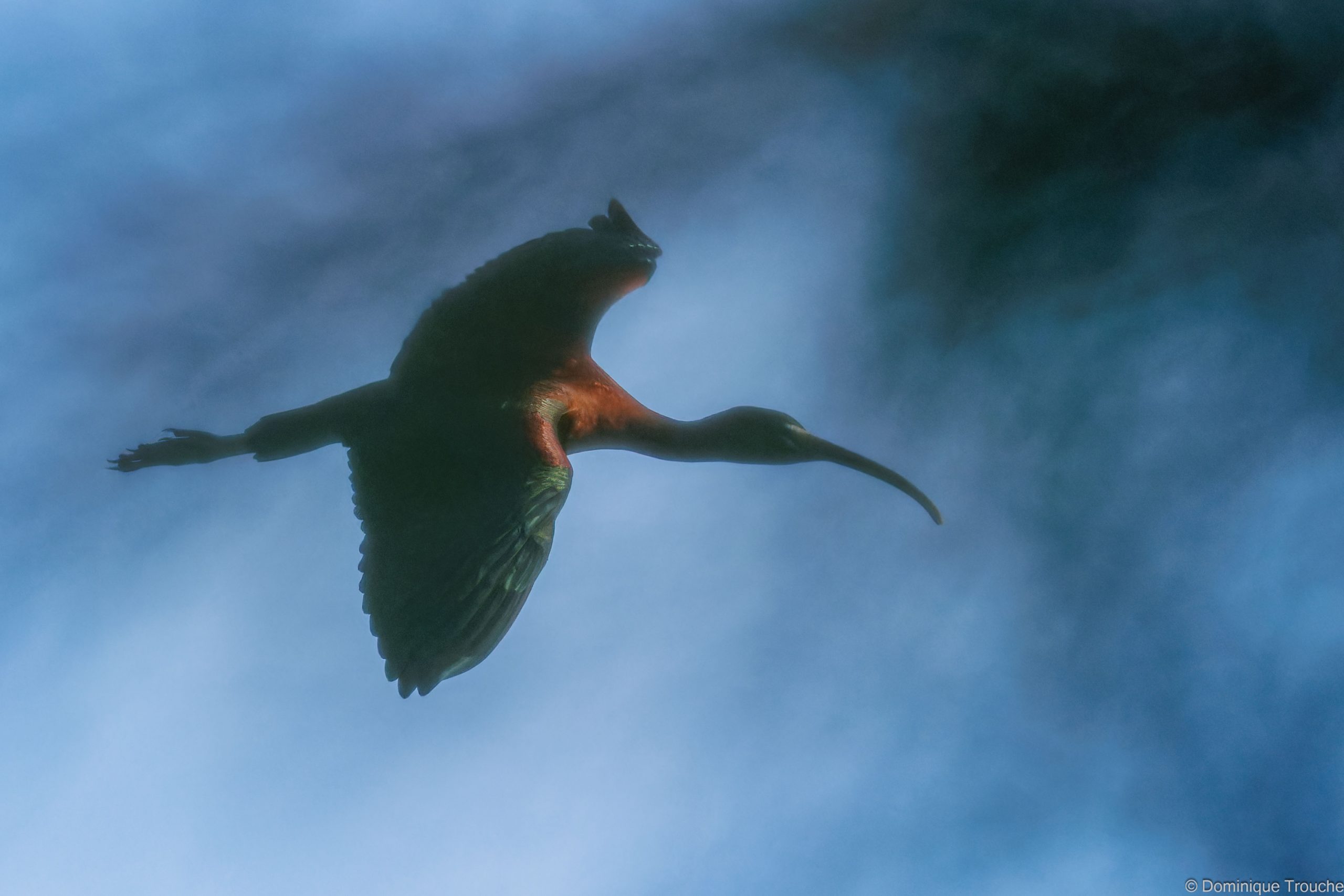 Ibis falcinelle