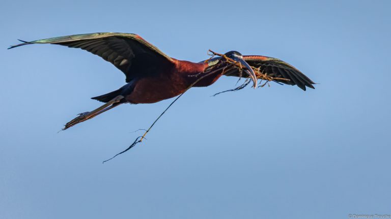 Ibis falcinelle