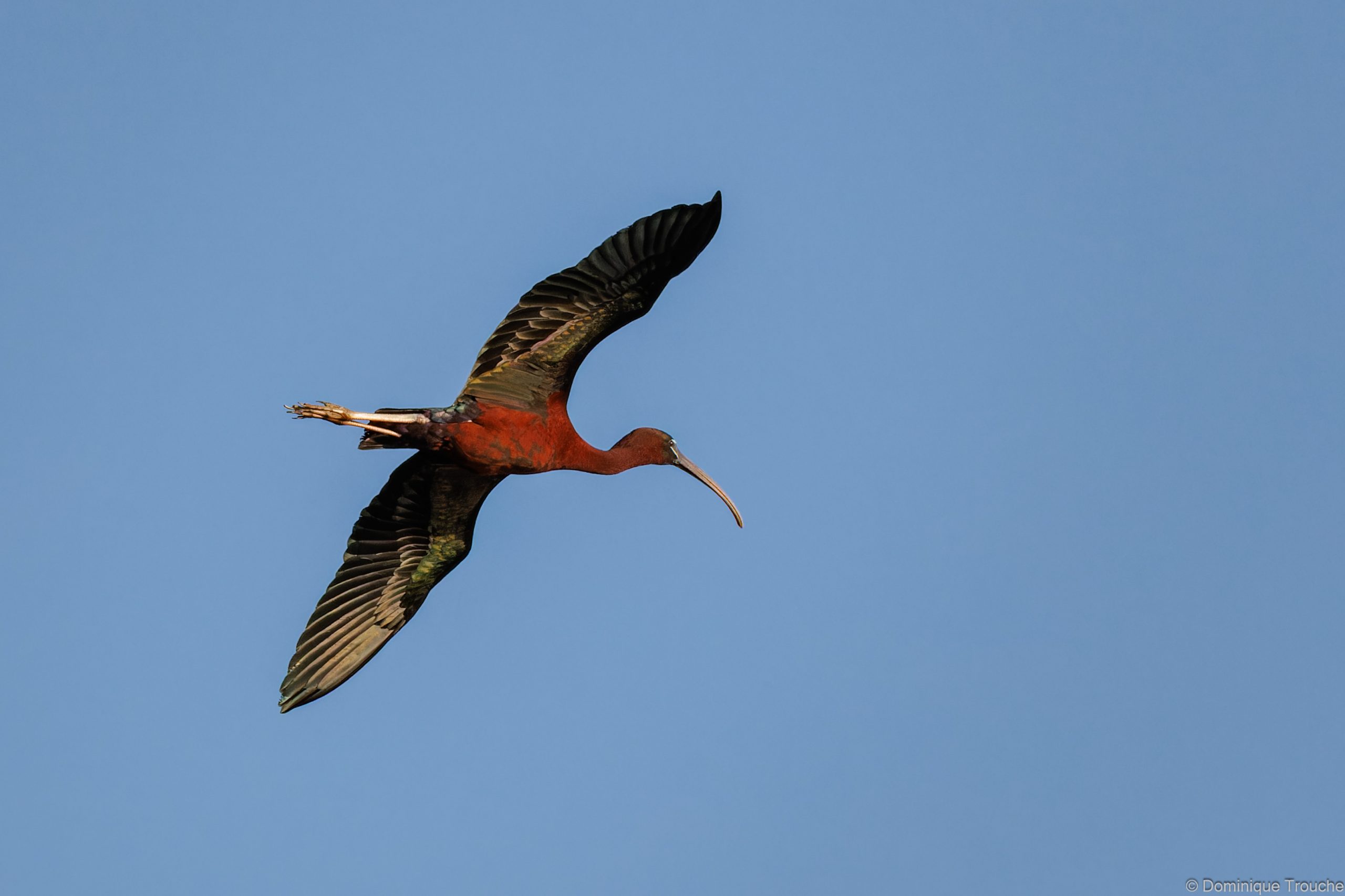 Ibis falcinelle