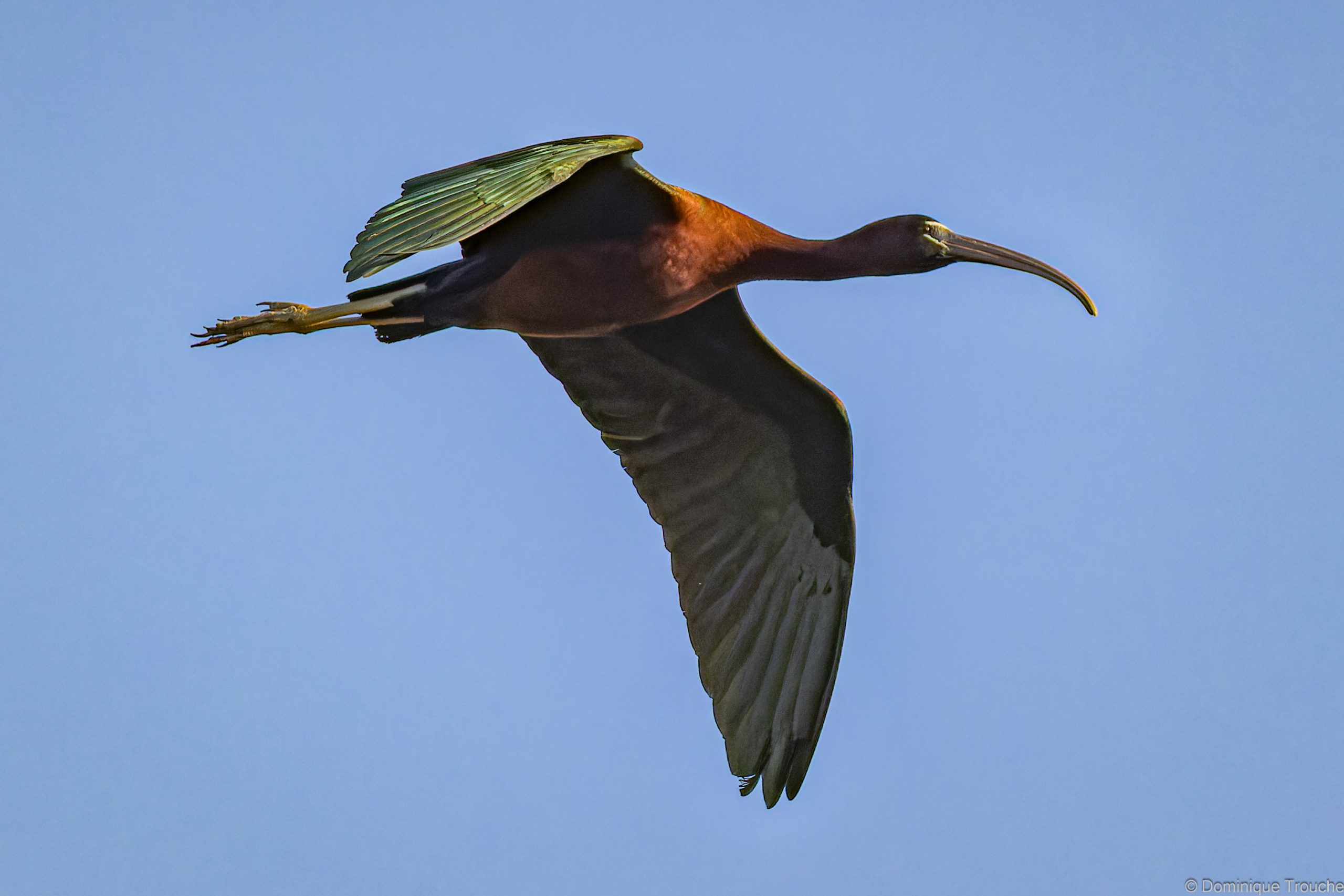 Ibis falcinelle