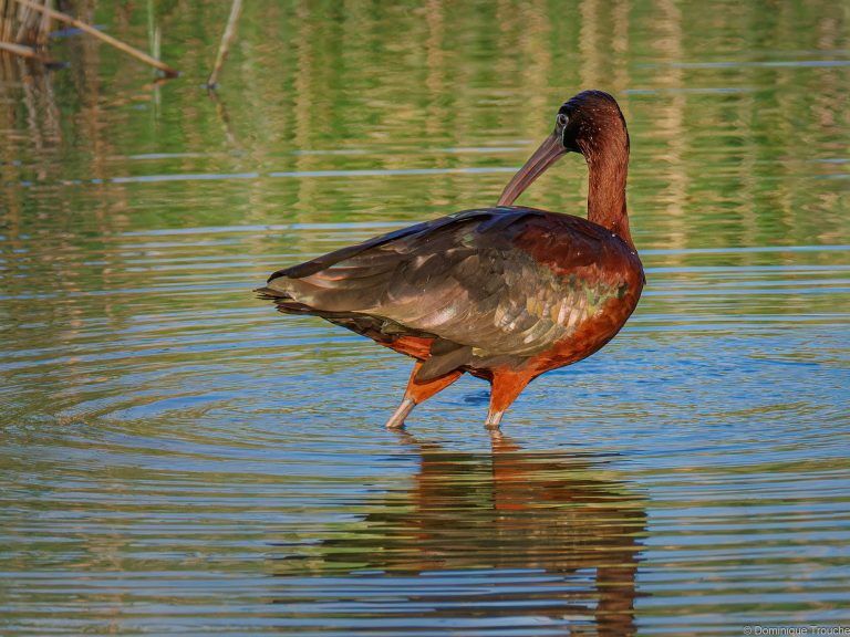 Ibis falcinelle