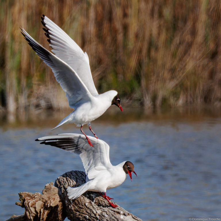 Mouette rieuse