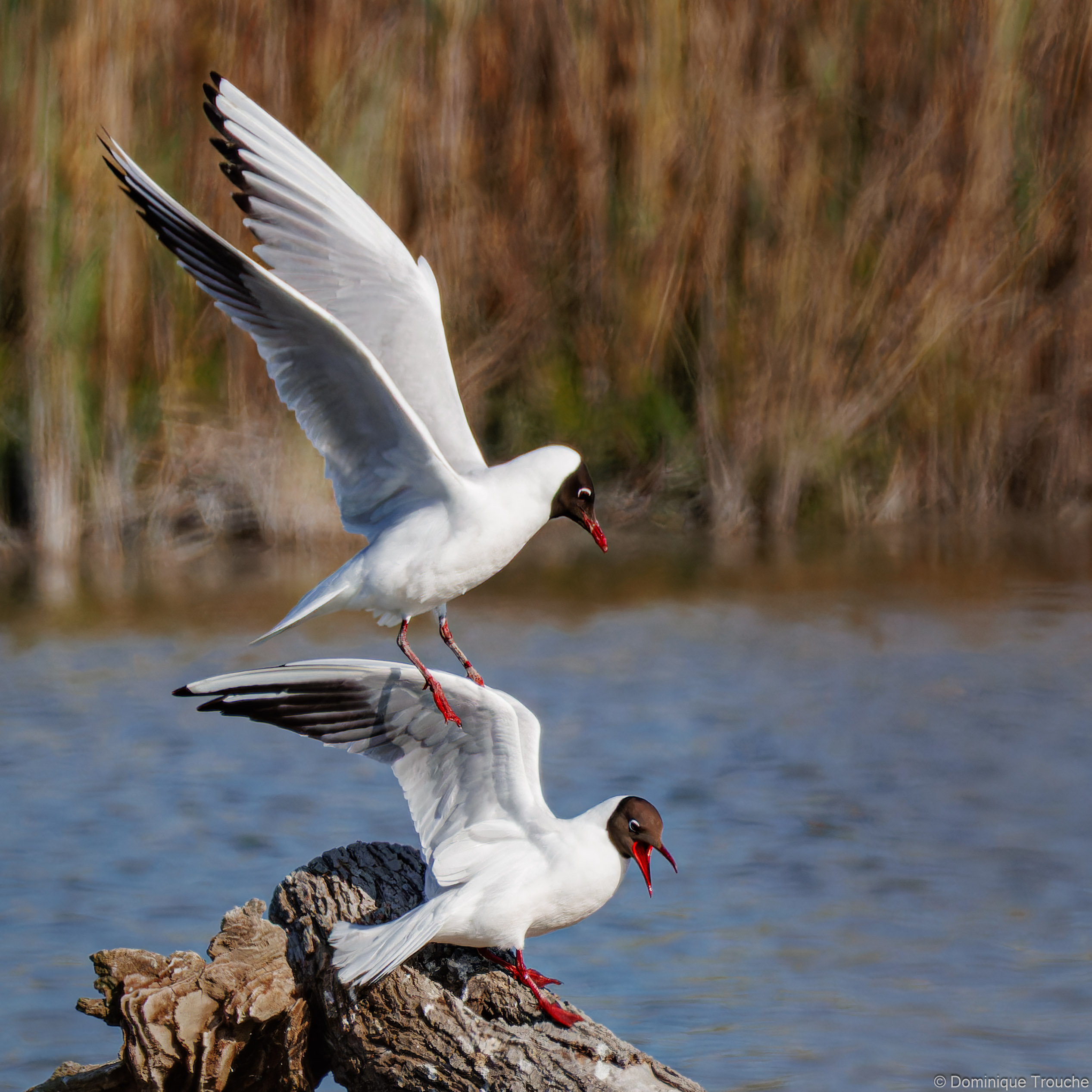 Mouette rieuse